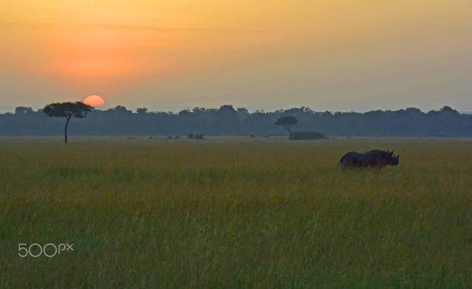 VR 18-200mm f/3.5-5.6G sample photo. Safari photography