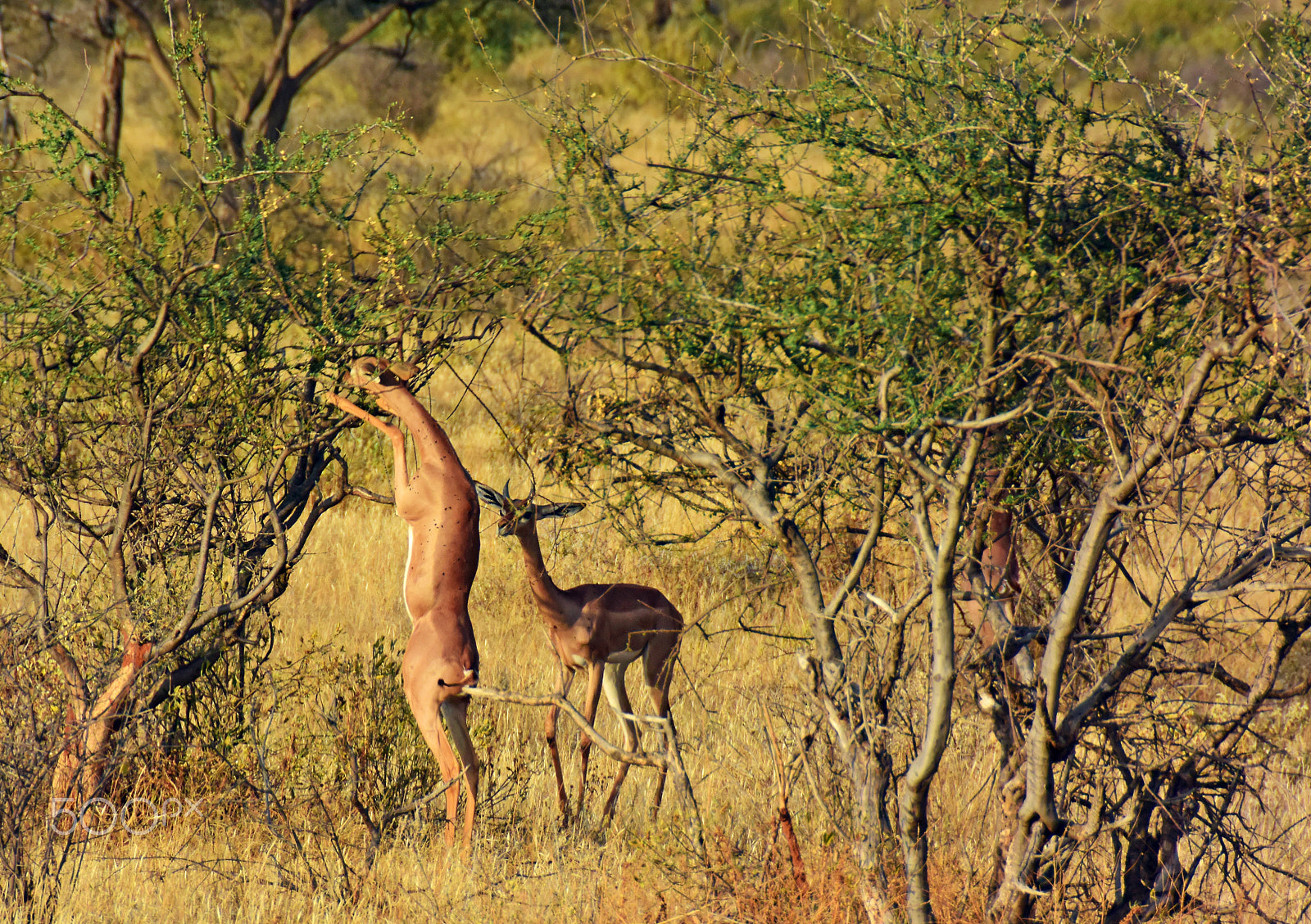 VR 18-200mm f/3.5-5.6G sample photo. Safari photography