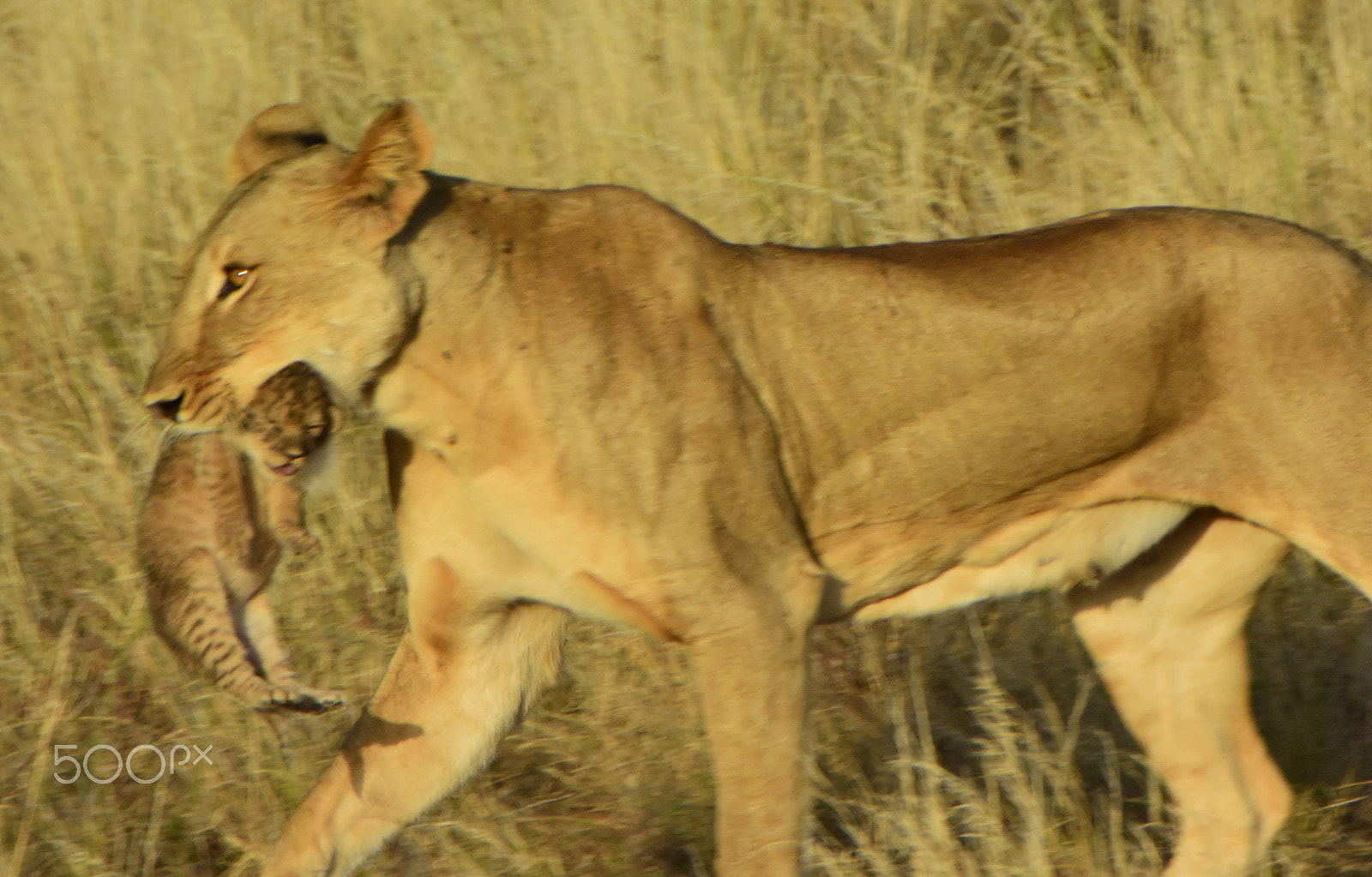 VR 18-200mm f/3.5-5.6G sample photo. Safari photography