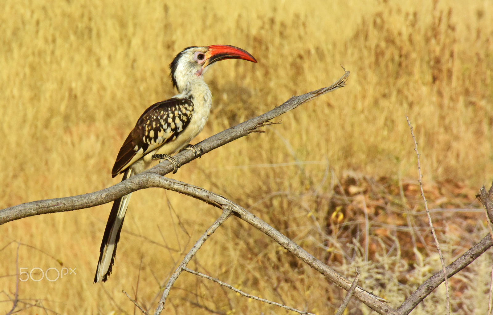 VR 18-200mm f/3.5-5.6G sample photo. Safari photography