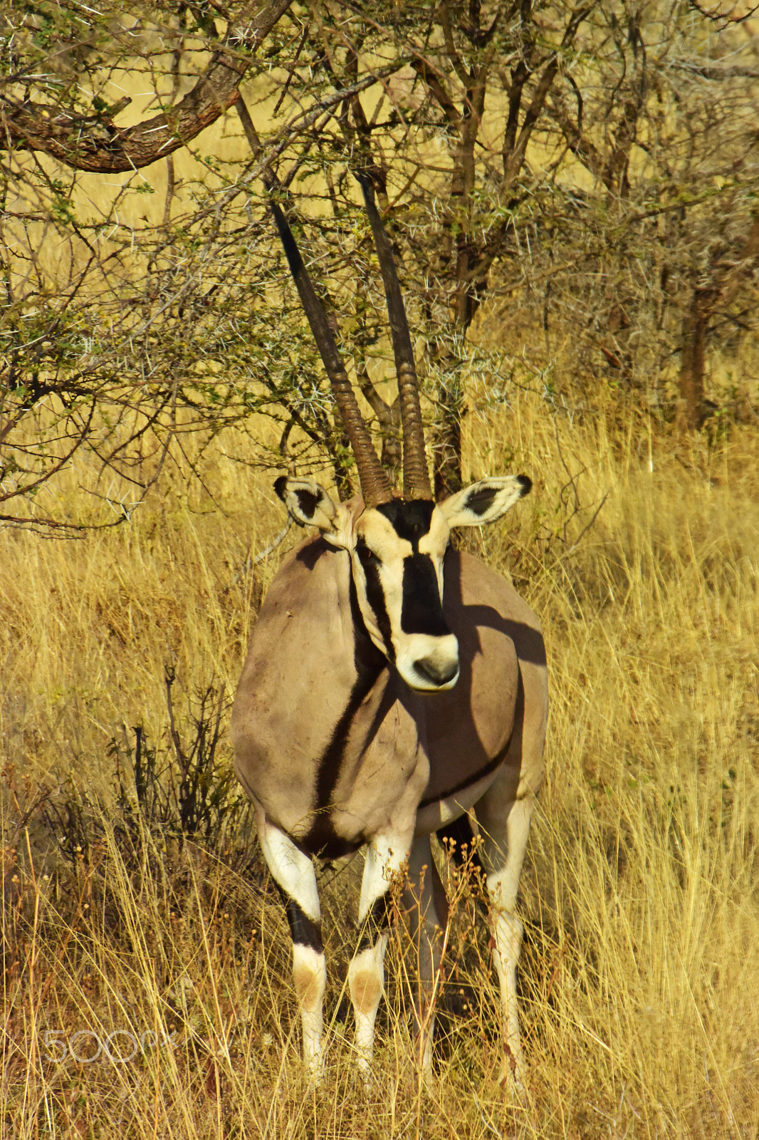 VR 18-200mm f/3.5-5.6G sample photo. Safari photography