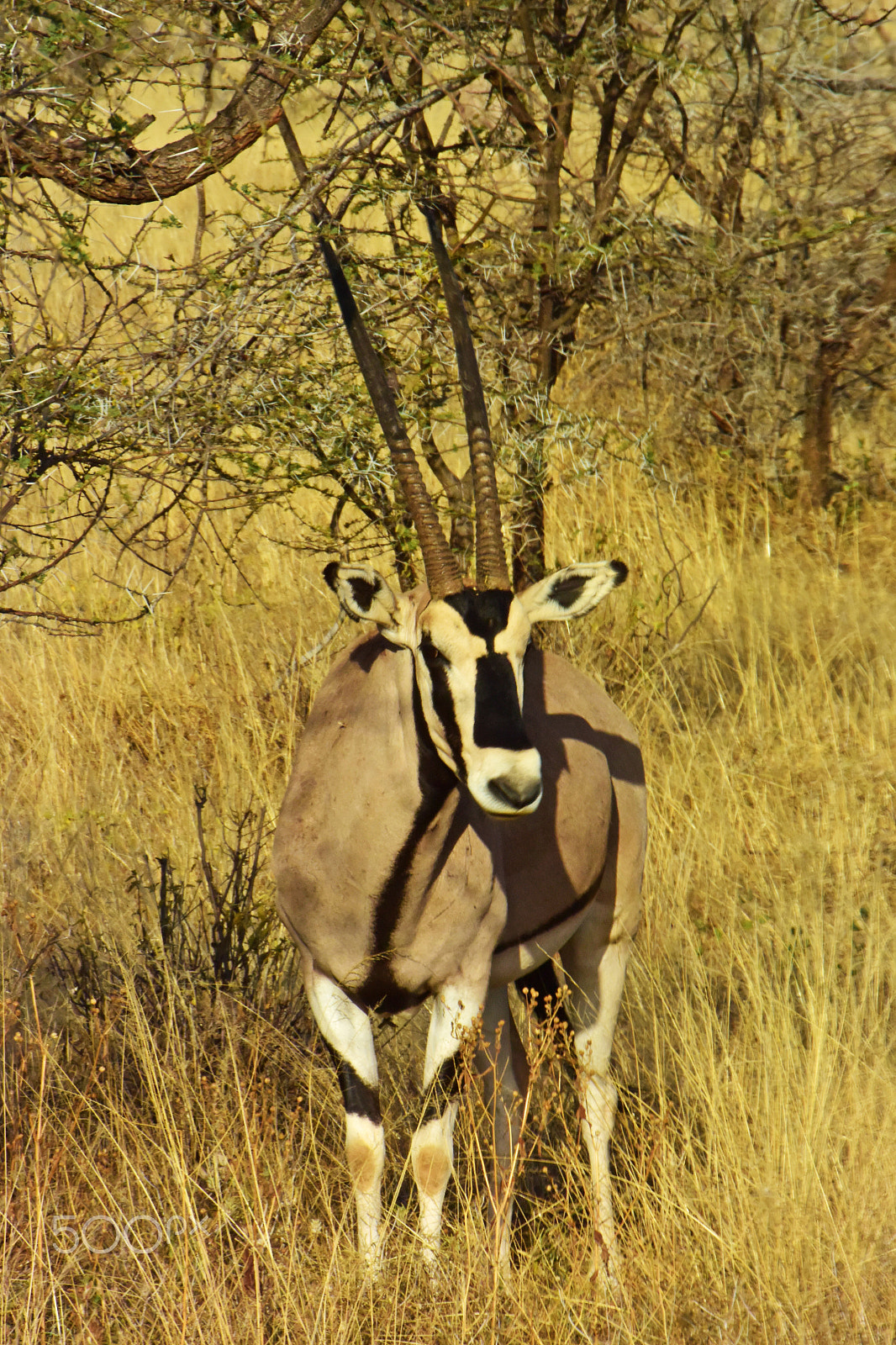 Nikon 1 V3 + VR 18-200mm f/3.5-5.6G sample photo. Safari photography