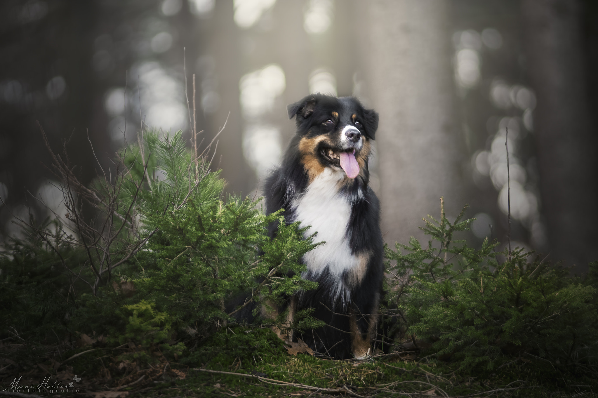 Nikon D3 + Nikon AF Nikkor 180mm F2.8D ED-IF sample photo. Koda photography
