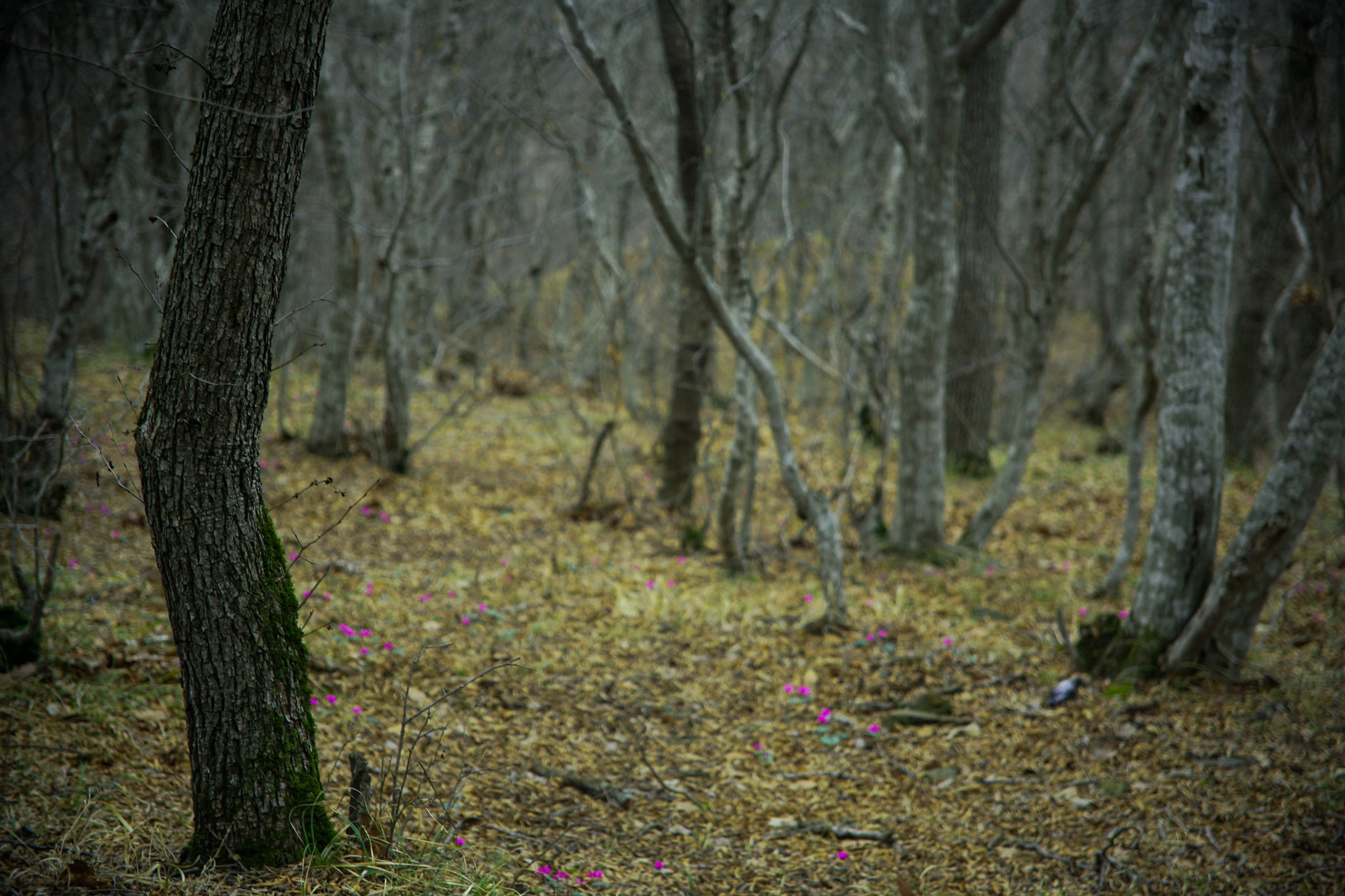 Canon EOS 5D sample photo. Flowers in my brain photography