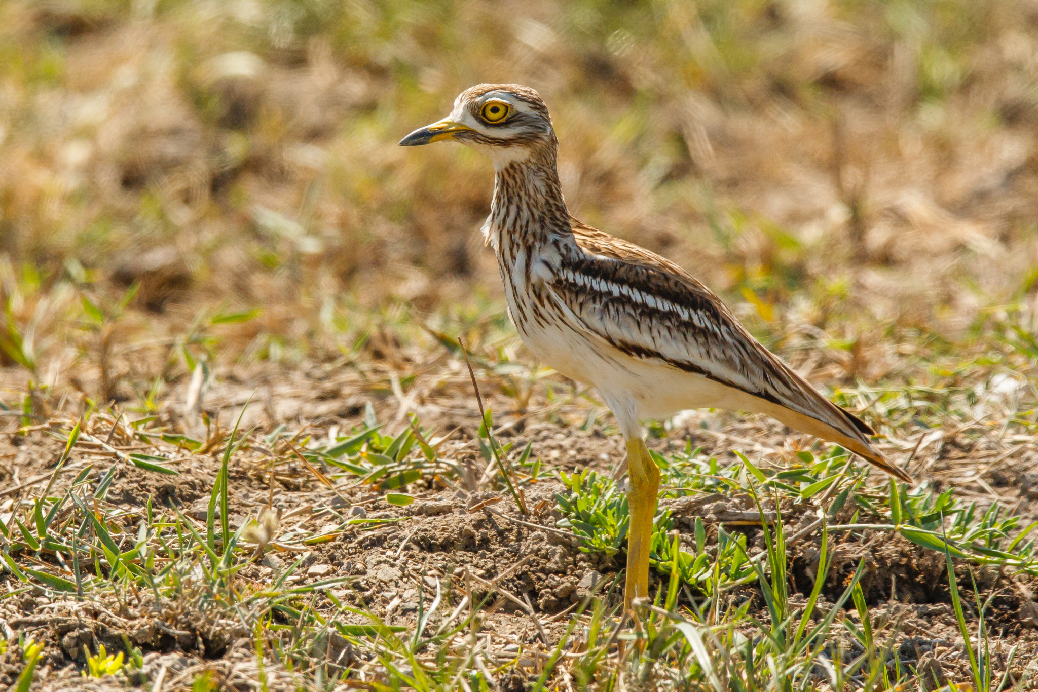 Canon EOS-1D Mark IV sample photo. Side portrait of a stone curlew photography