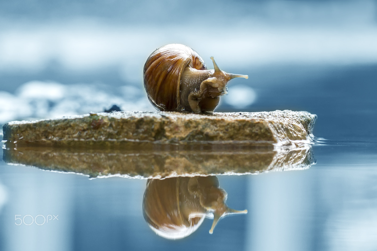 Canon EOS 550D (EOS Rebel T2i / EOS Kiss X4) + Canon EF 100mm F2.8L Macro IS USM sample photo. Lonely snail, reflection, snail photography