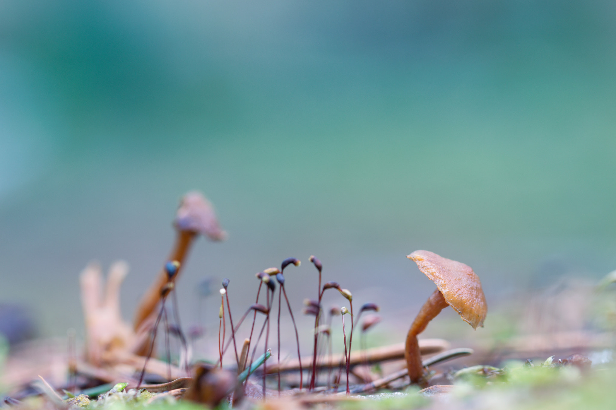 Nikon D3200 + Sigma 105mm F2.8 EX DG OS HSM sample photo. No country for old fungi photography