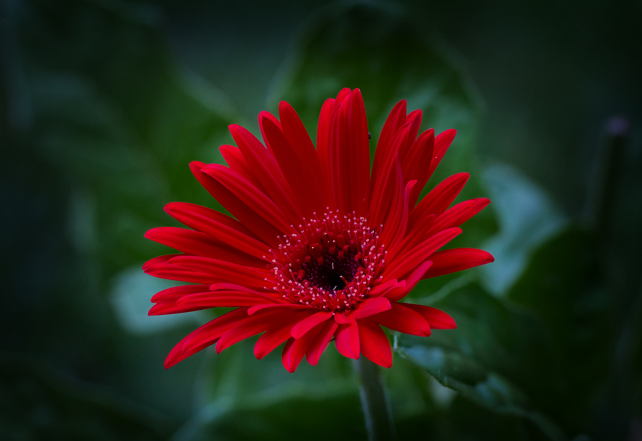 Tamron SP AF 60mm F2 Di II LD IF Macro sample photo. Red flower photography