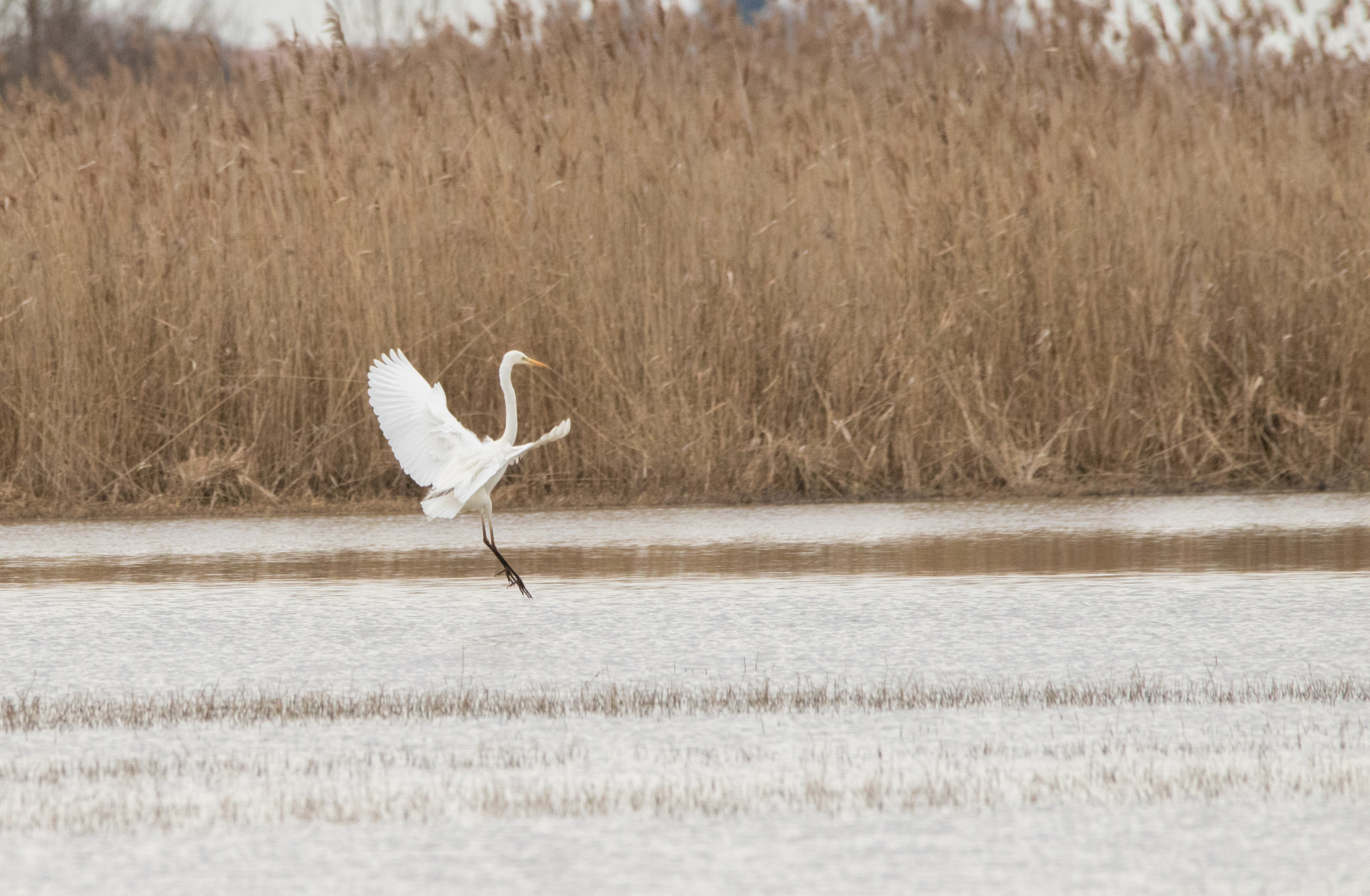 150-600mm F5-6.3 DG OS HSM | Contemporary 015 sample photo. White heron photography