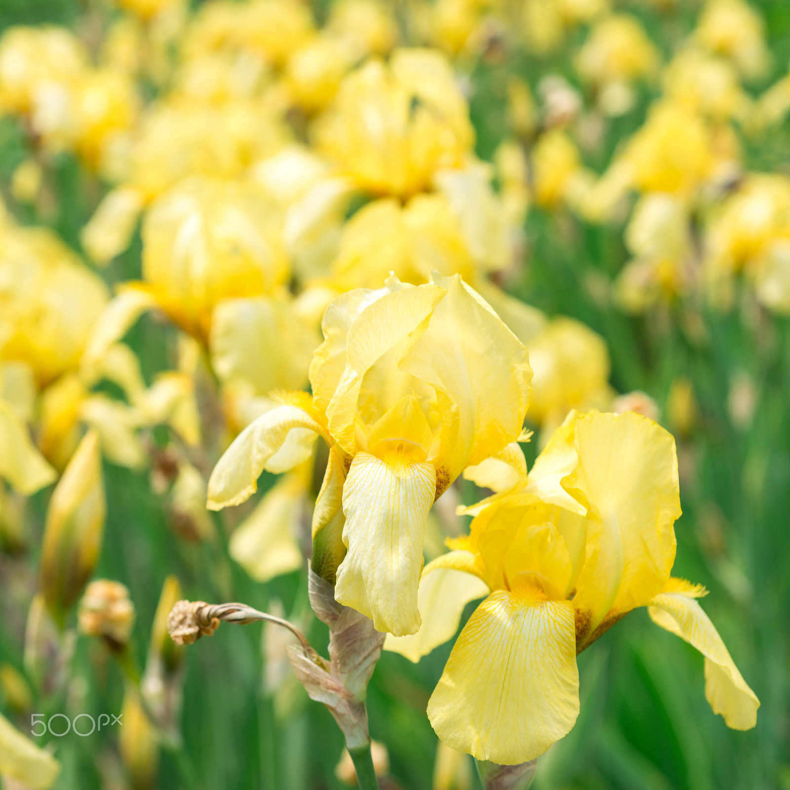 Nikon AF Micro-Nikkor 60mm F2.8D sample photo. Flower yellow iris photography