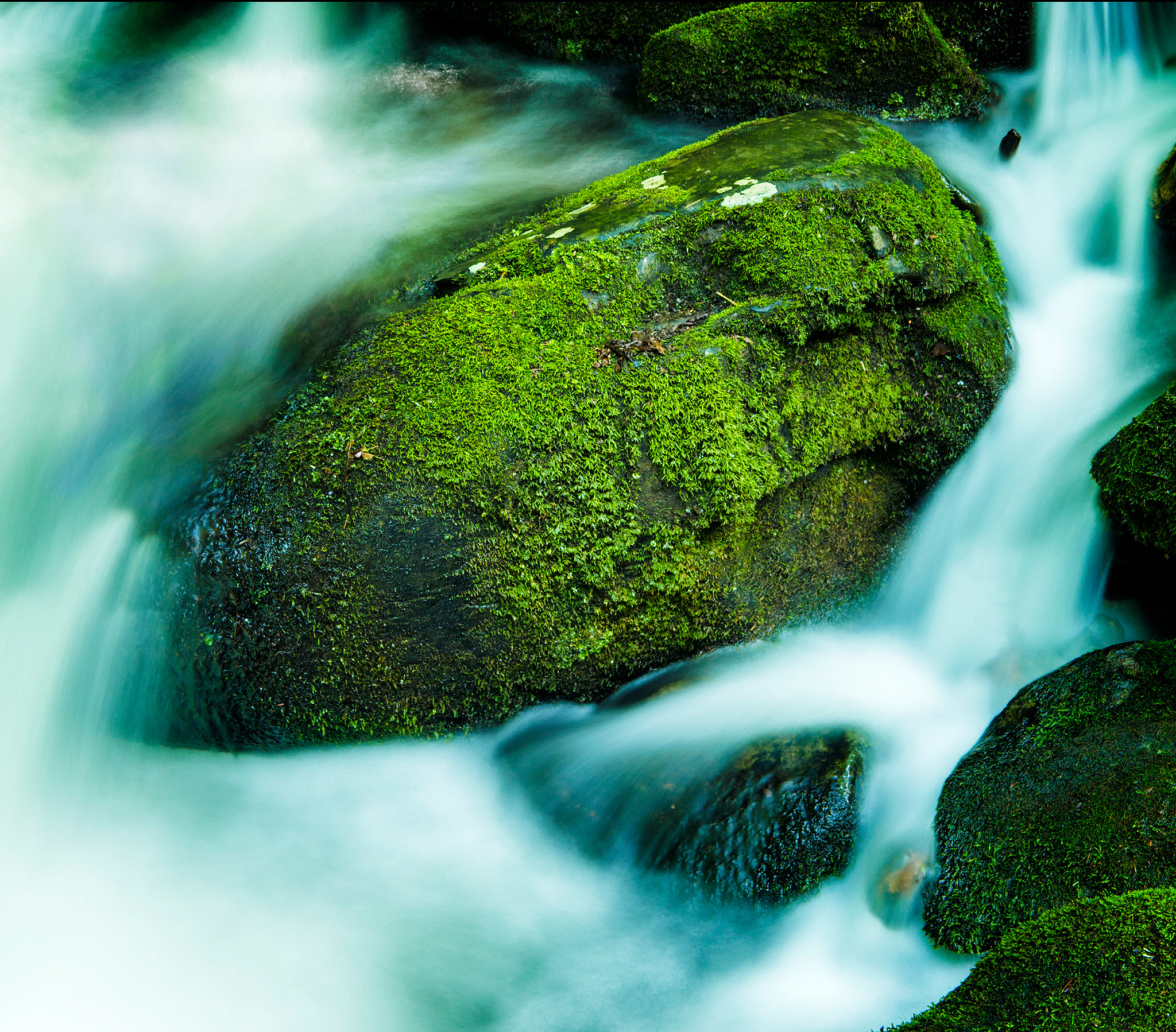 Canon EOS 5DS sample photo. Mossy rock photography