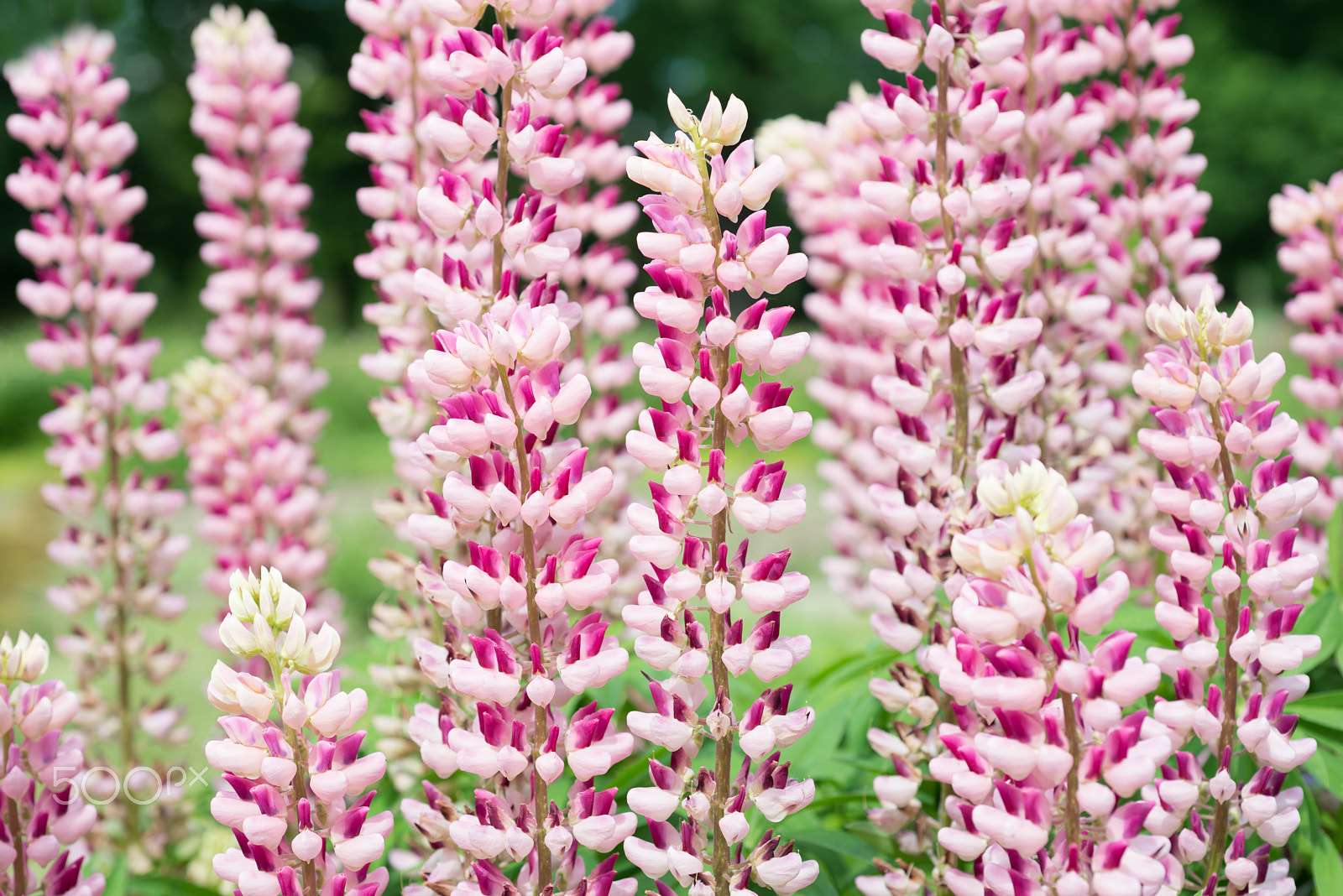 Nikon D800 + Nikon AF Micro-Nikkor 60mm F2.8D sample photo. Flowers pink lupine photography