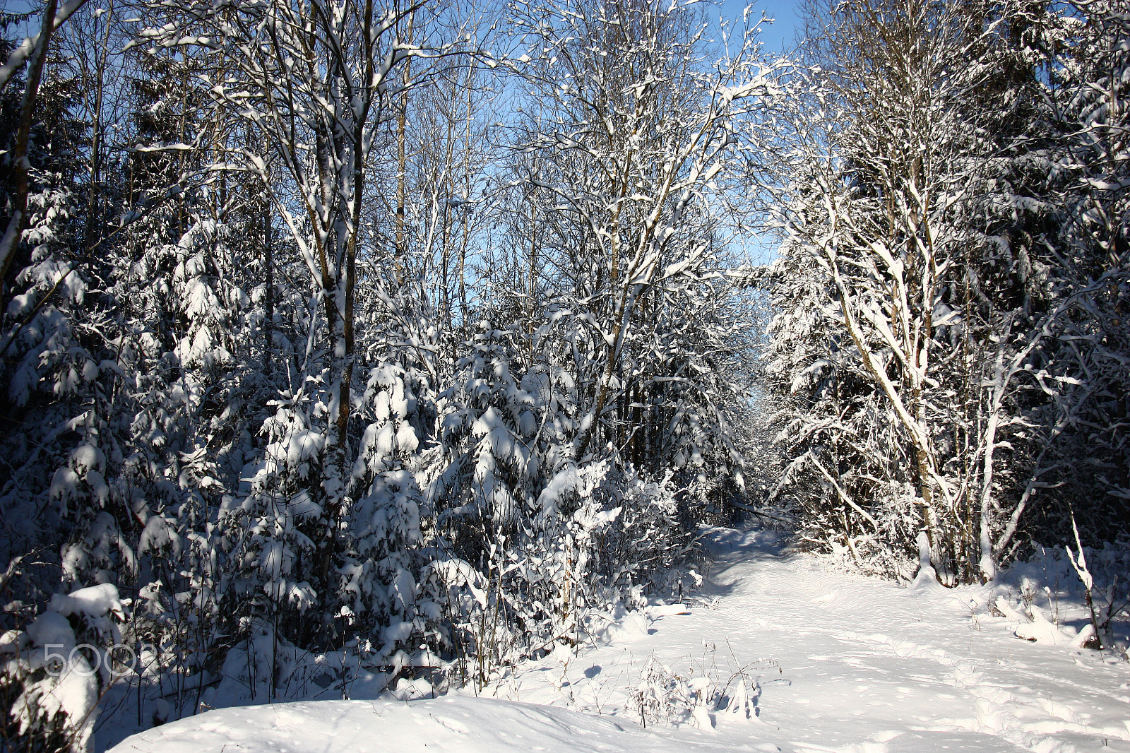 Canon EOS 450D (EOS Rebel XSi / EOS Kiss X2) sample photo. Fragment of snow covered wood. photography
