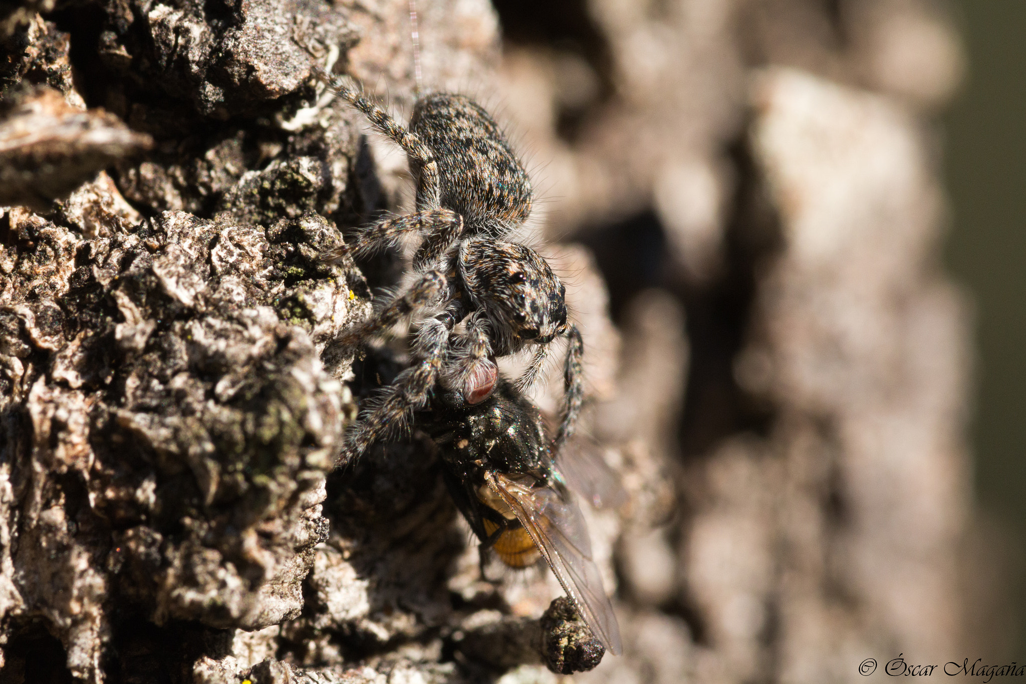 Sigma 105mm F2.8 EX DG OS HSM sample photo. Cazada! photography