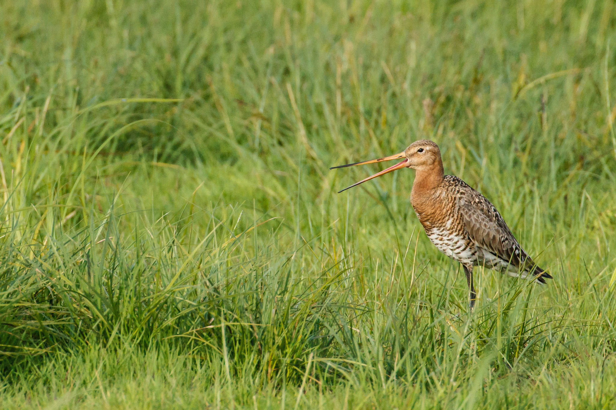 Canon EF 500mm F4L IS USM sample photo. Black-tailed godwit calling photography