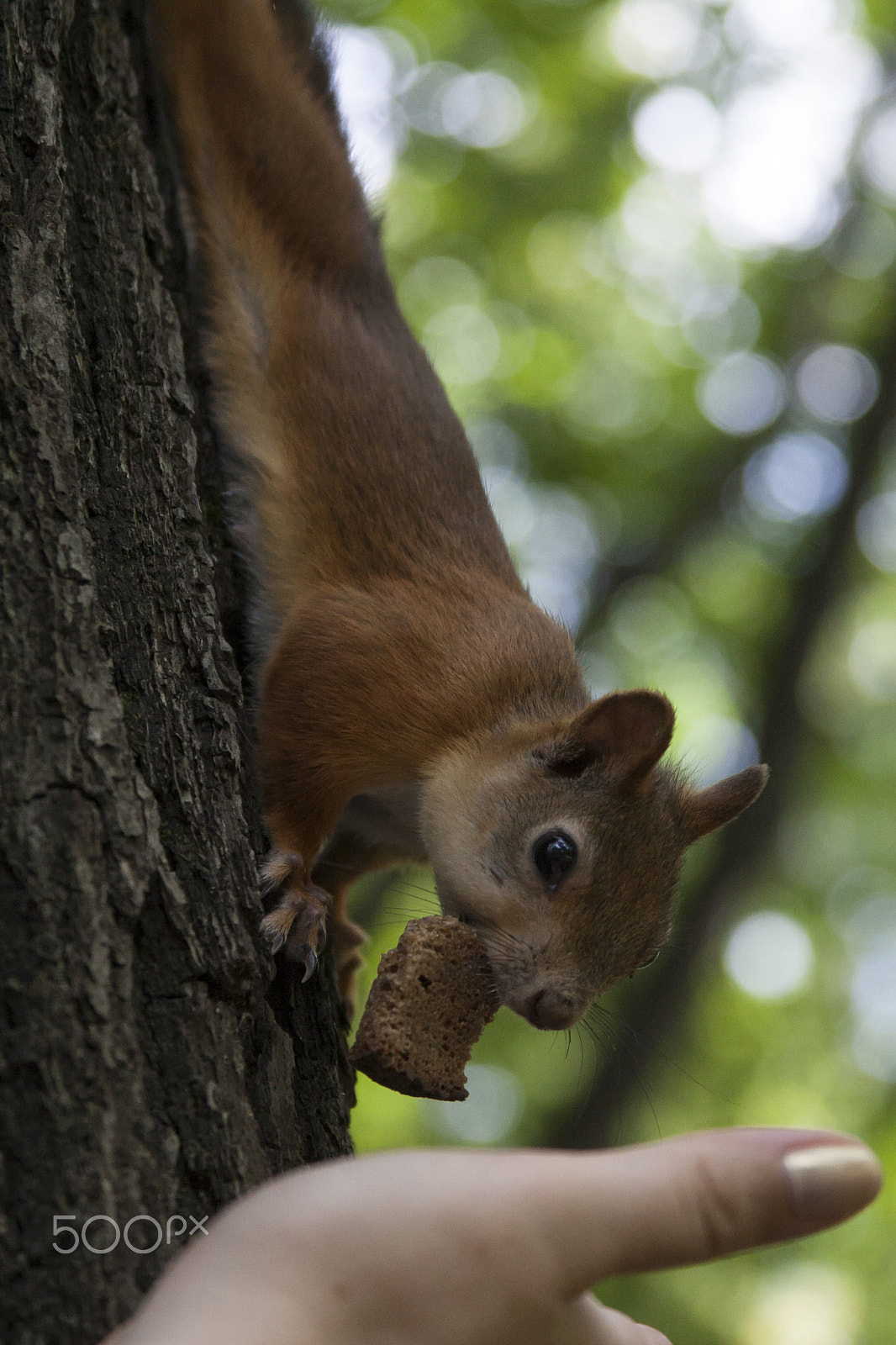 Canon EOS 30D + Canon EF 28-135mm F3.5-5.6 IS USM sample photo. Squirrel photography