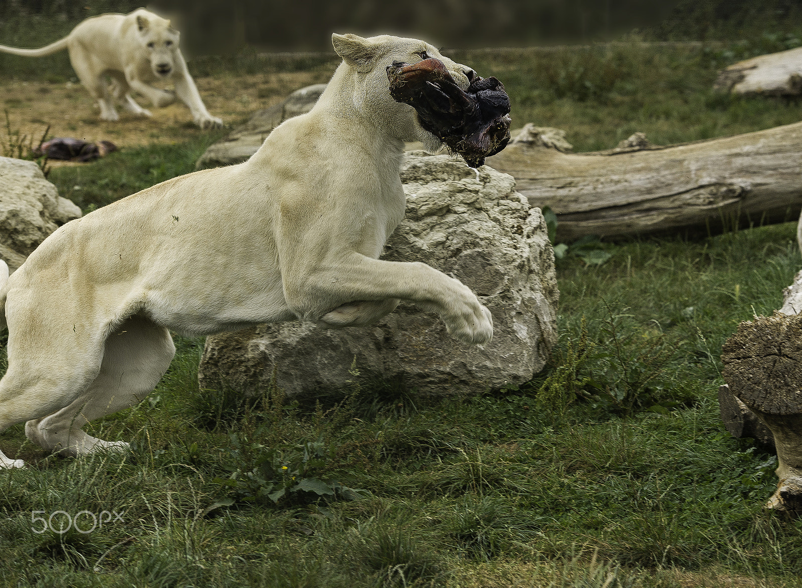Nikon AF-S Nikkor 70-200mm F2.8G ED VR II sample photo. White lion series photography