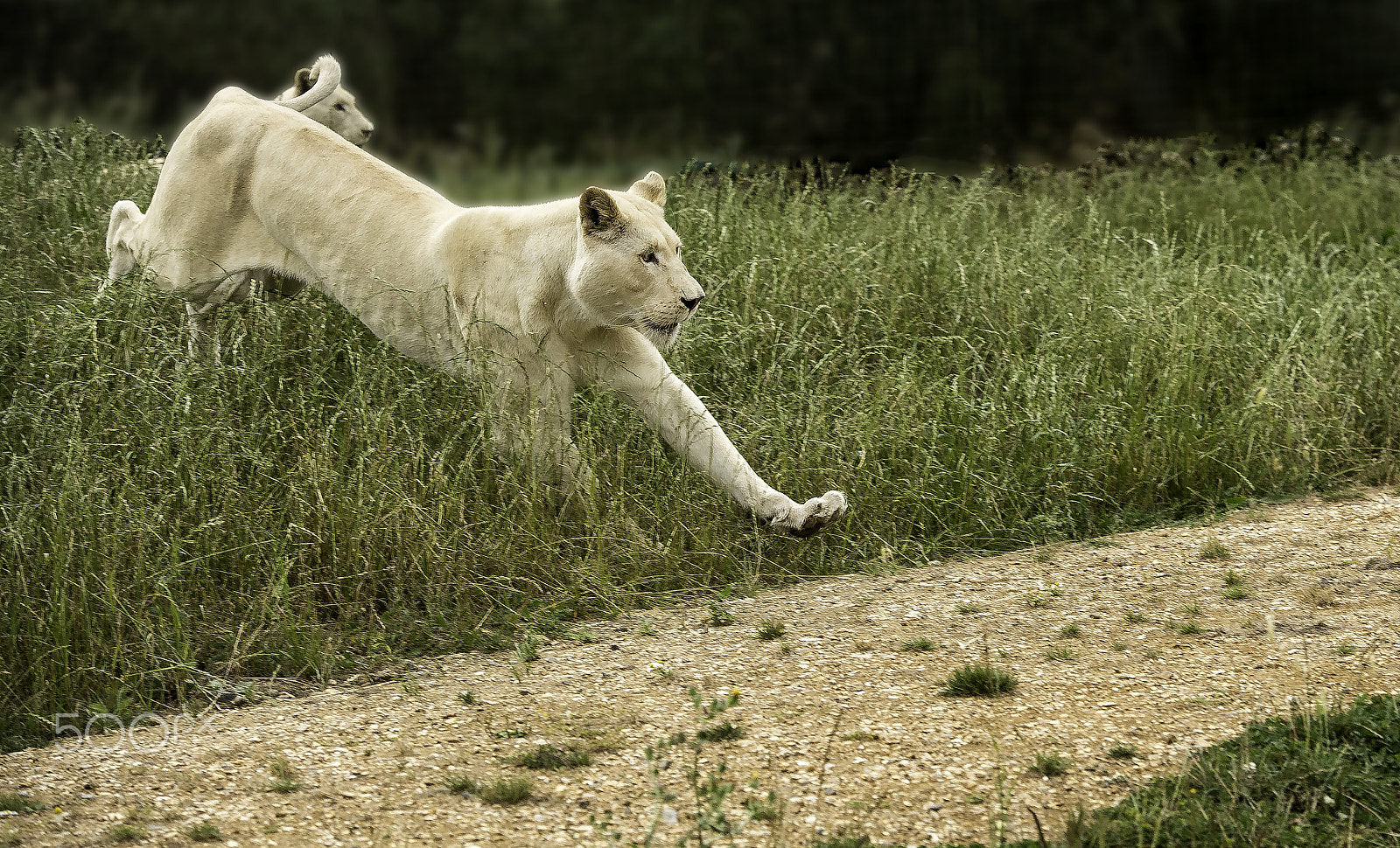 Nikon AF-S Nikkor 70-200mm F2.8G ED VR II sample photo. White lion series photography