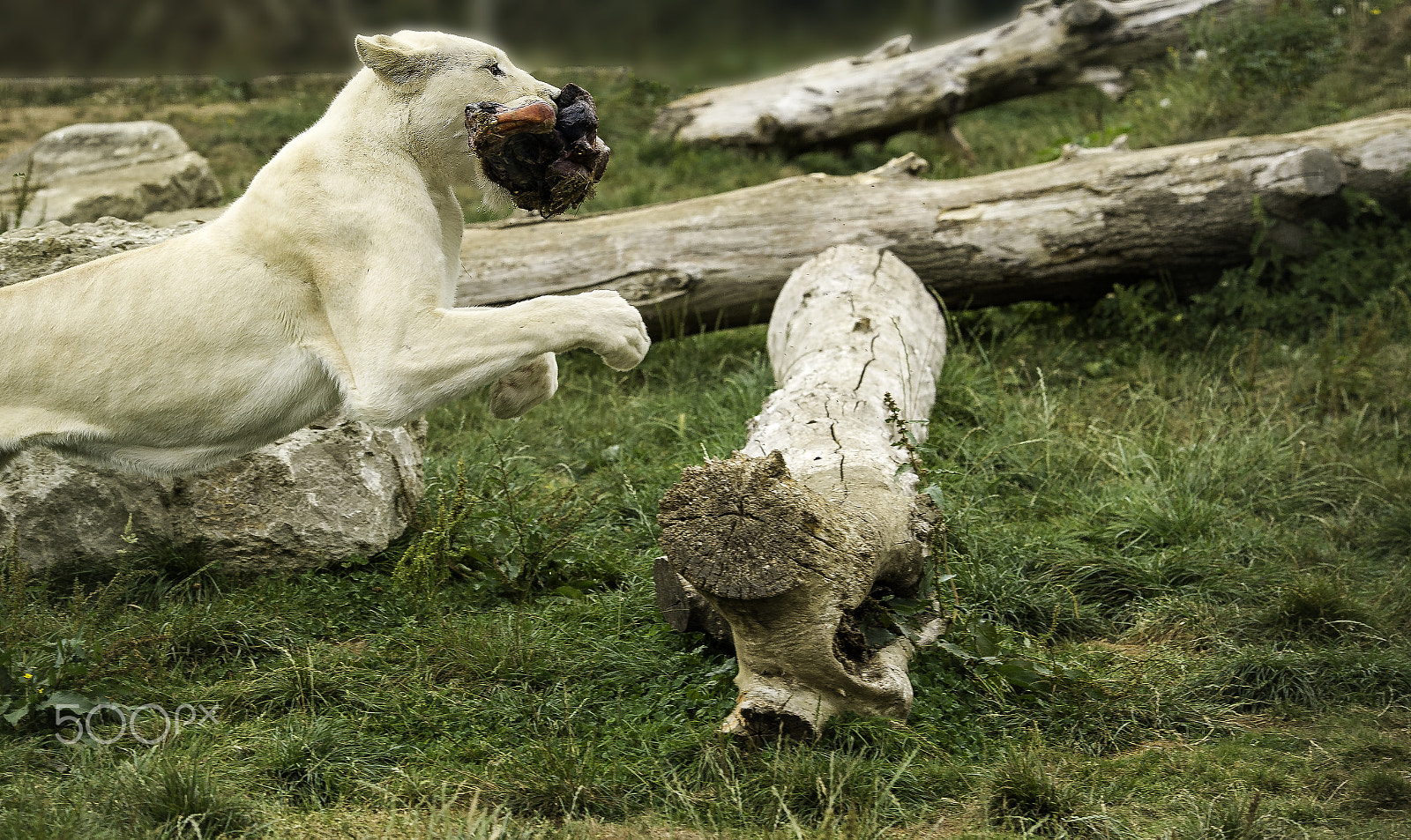 Nikon AF-S Nikkor 70-200mm F2.8G ED VR II sample photo. White lion series photography