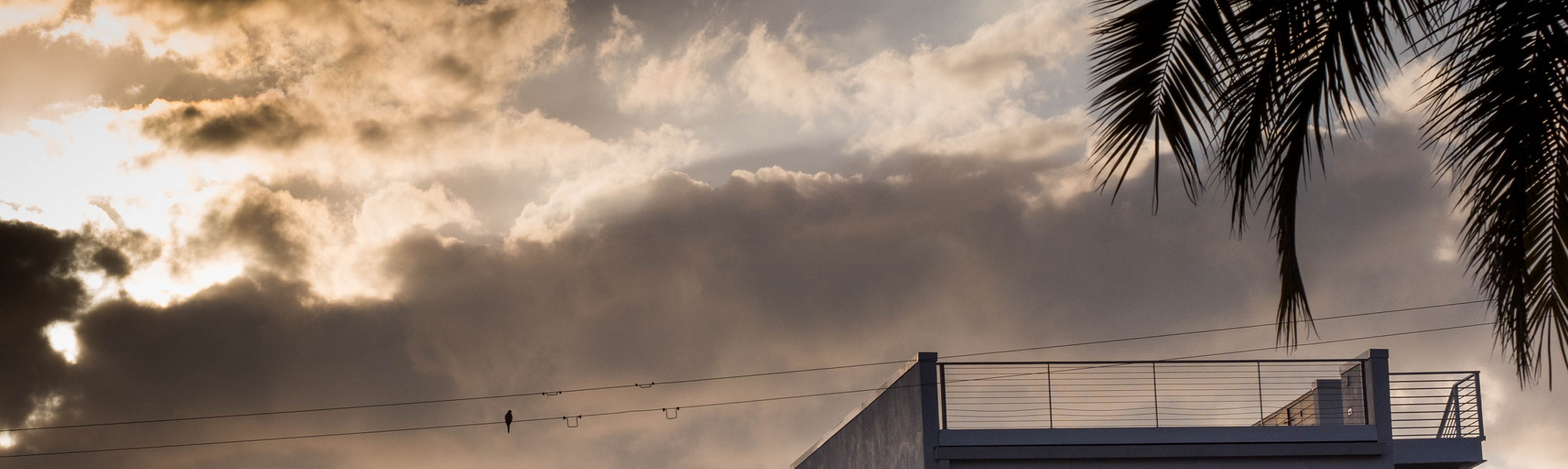 Olympus OM-D E-M1 Mark II + Olympus M.Zuiko Digital ED 12-40mm F2.8 Pro sample photo. Bird. on a wire. photography