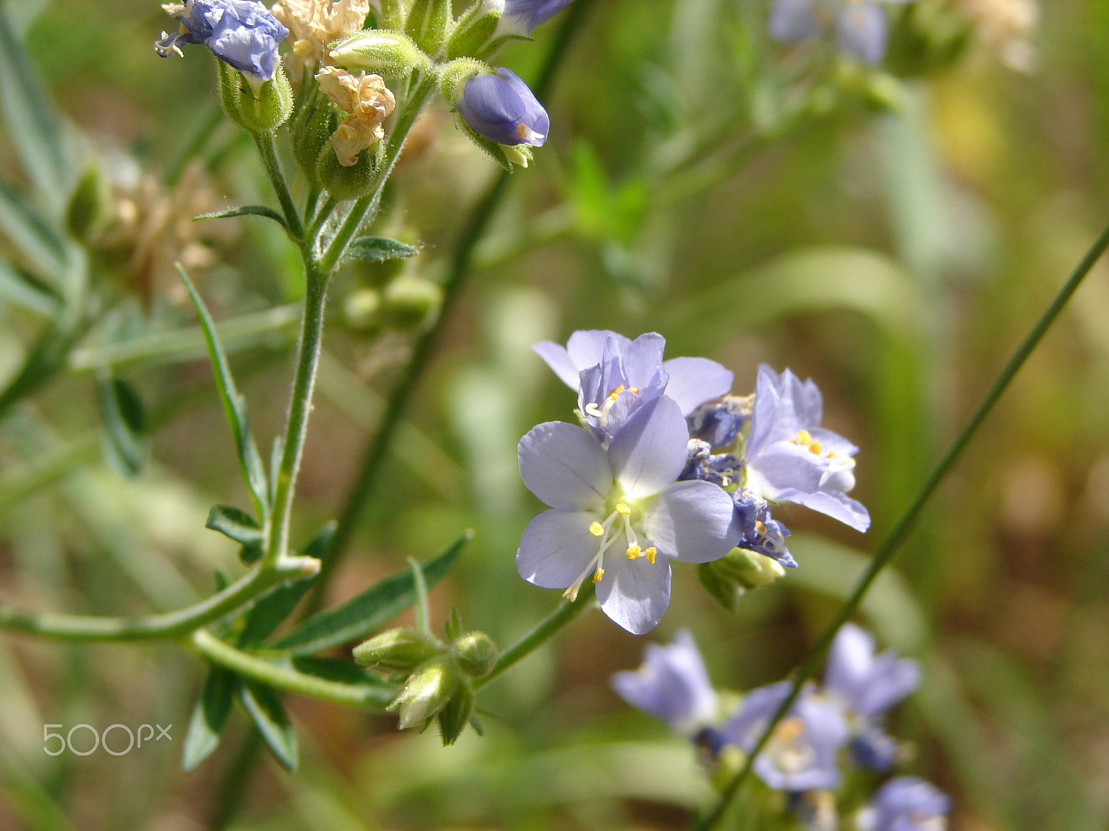 Sony DSC-H1 sample photo. Wildflowers photography