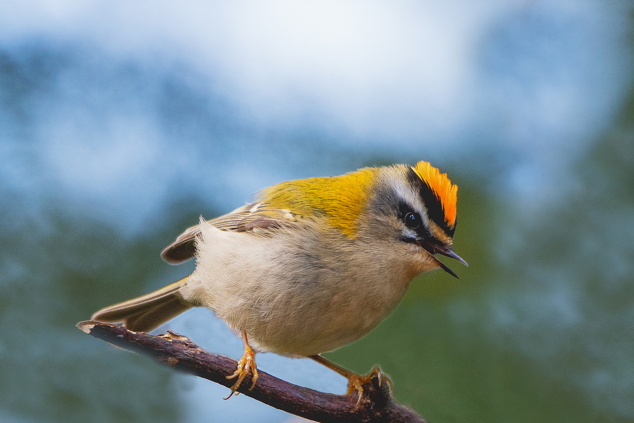 Nikon D500 sample photo. Firecrest... photography