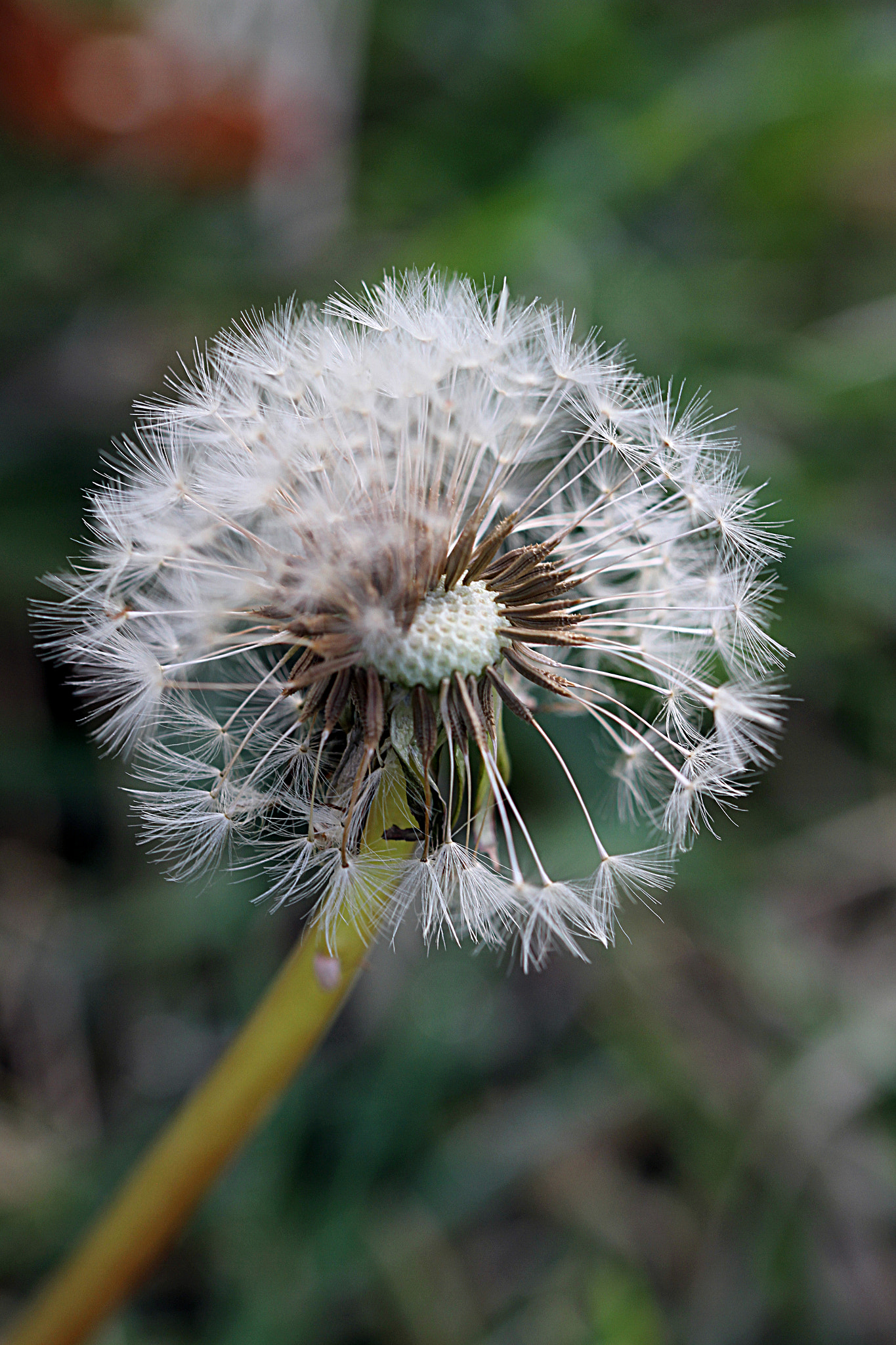 Sigma 105mm F2.8 EX DG OS HSM sample photo. Dandelion photography