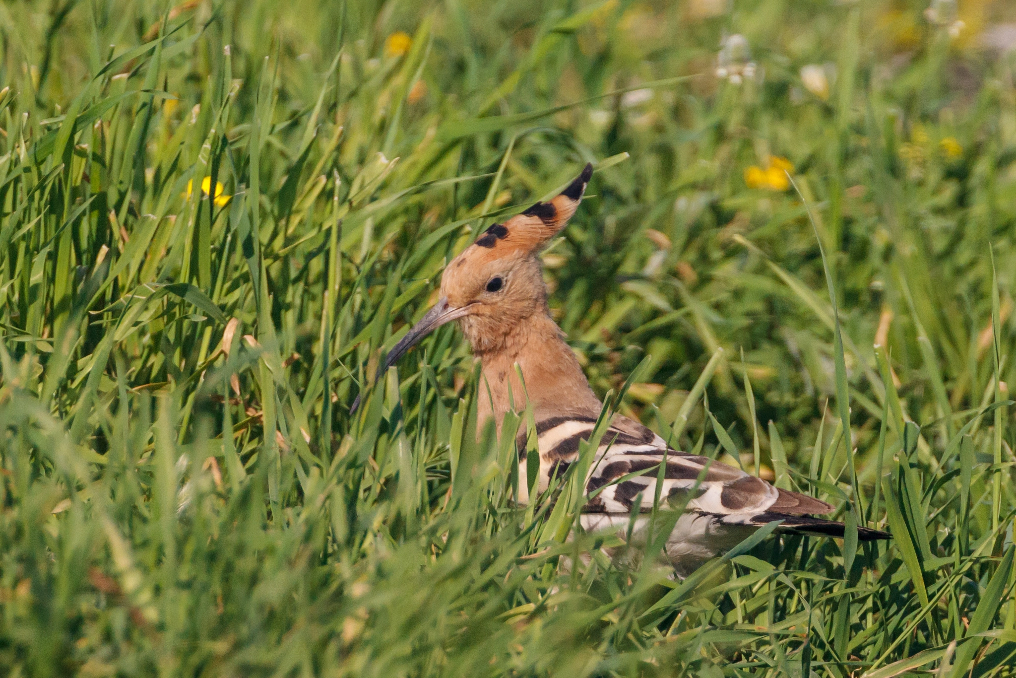 Canon EOS-1D Mark IV + Canon EF 500mm F4L IS USM sample photo. Hoopoe hiding in grass photography