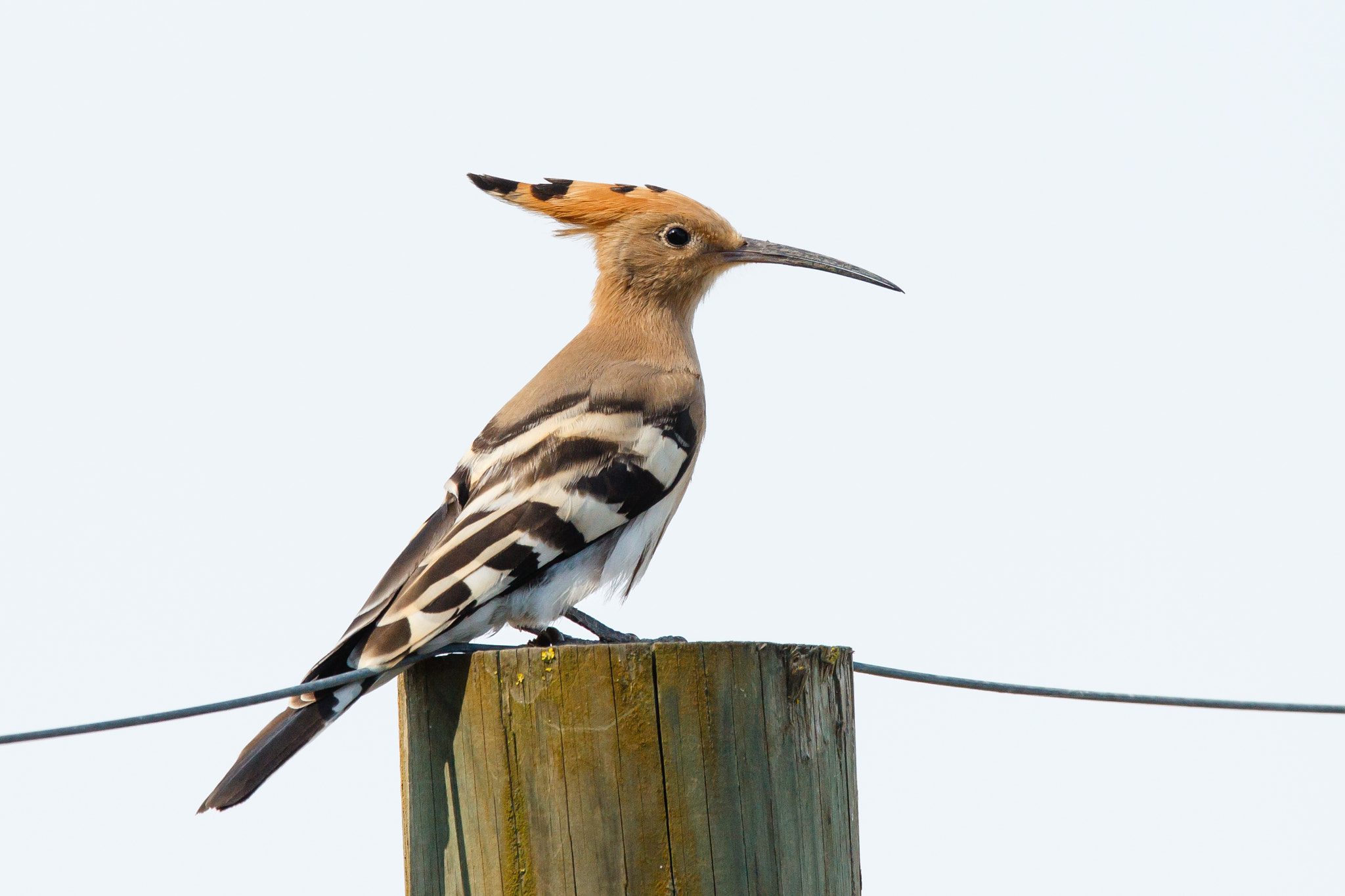 Canon EOS-1D Mark IV sample photo. Hoopoe sitting on a long pole photography