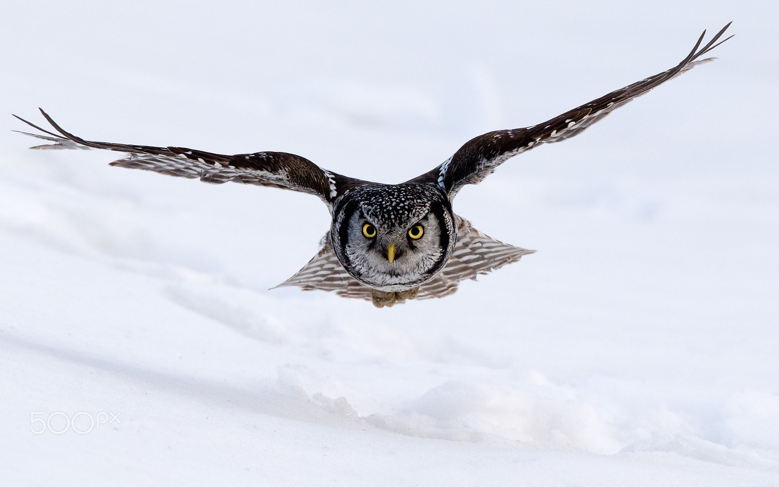 Canon EOS 7D Mark II sample photo. Northern hawk owl in flight photography