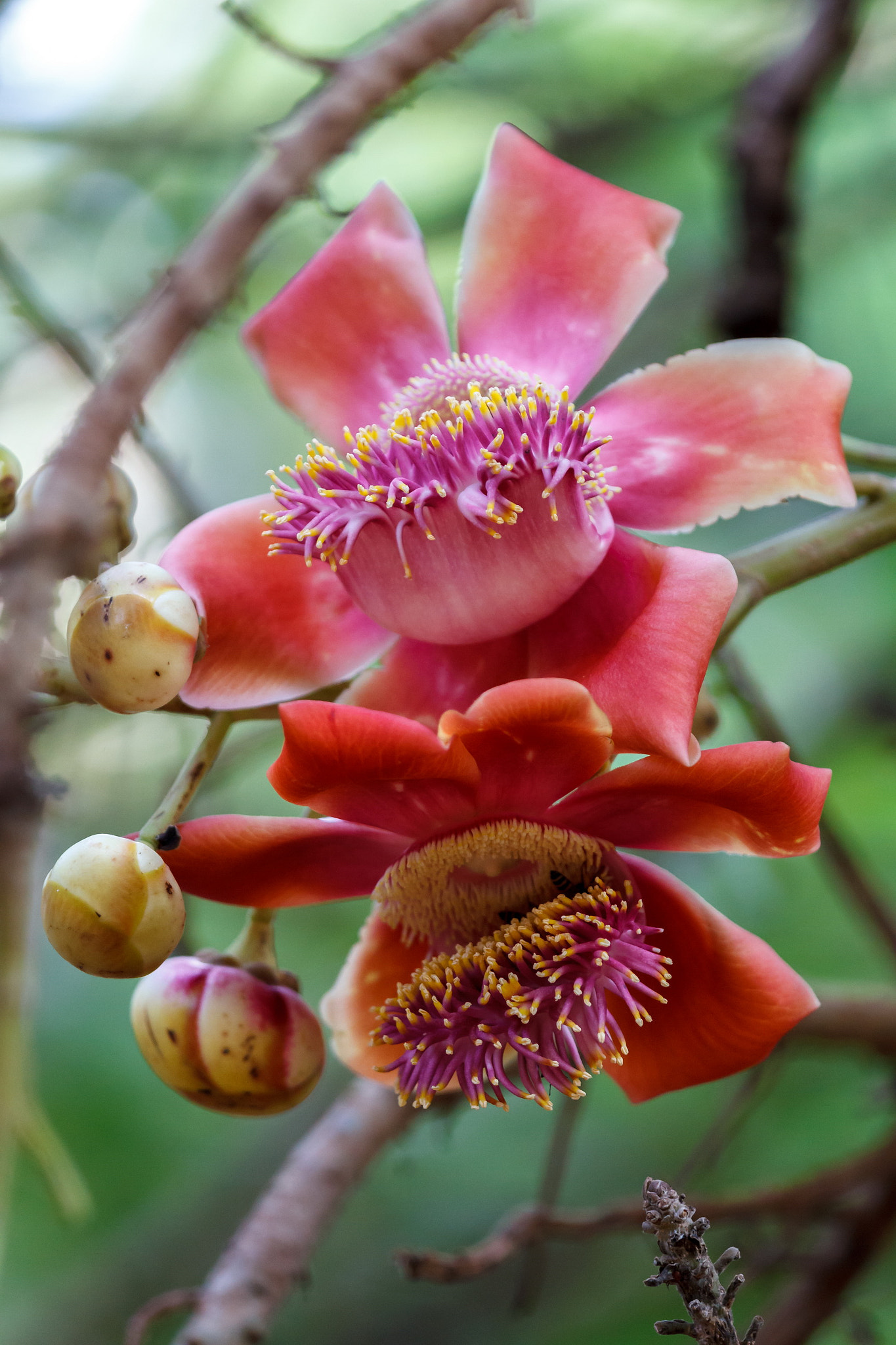 Canon EOS 7D + Canon EF 70-200mm F4L IS USM sample photo. Cannonball tree flower photography