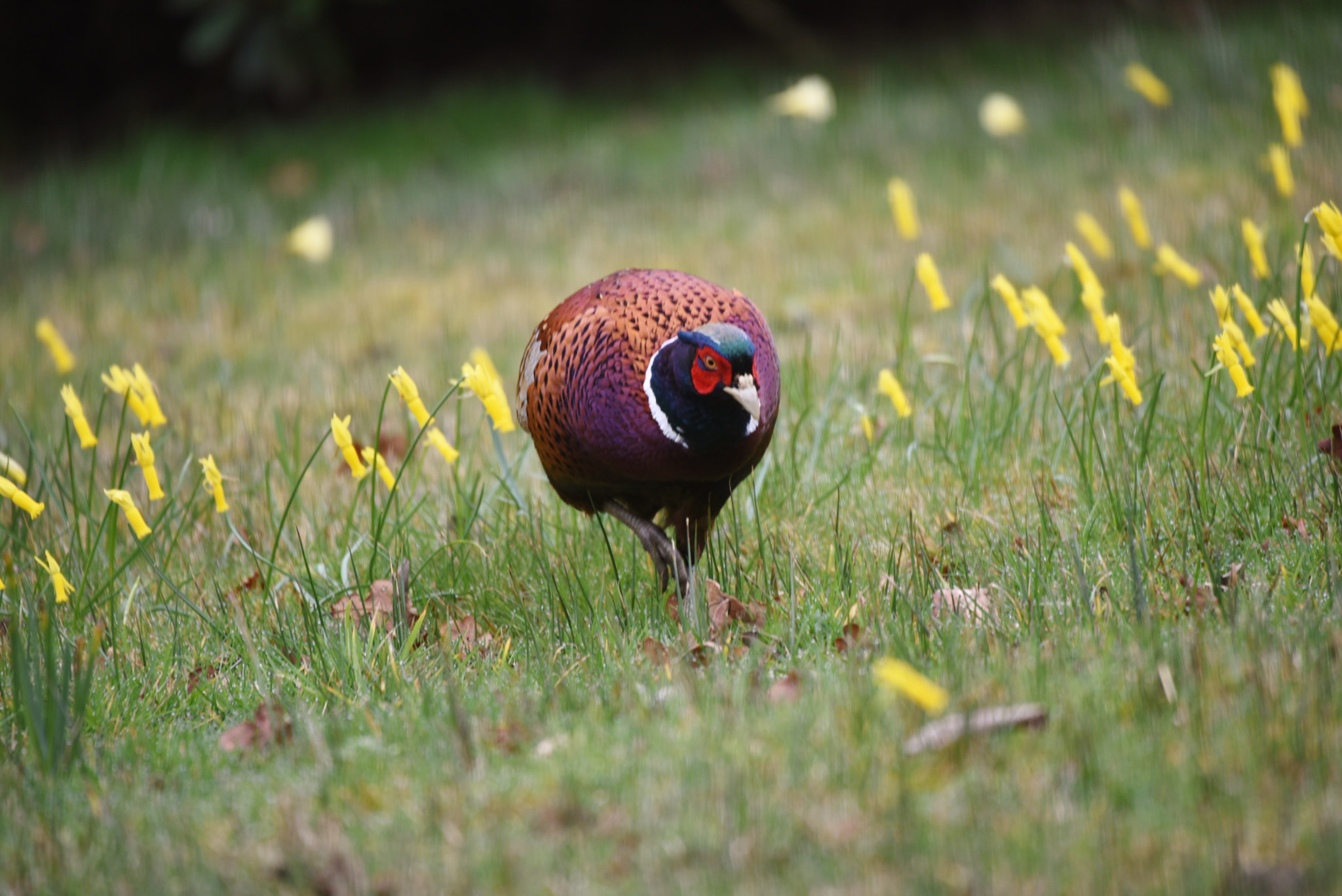 Sigma 50-500mm F4.5-6.3 DG OS HSM sample photo. Savill garden 10 march 2017 018 photography