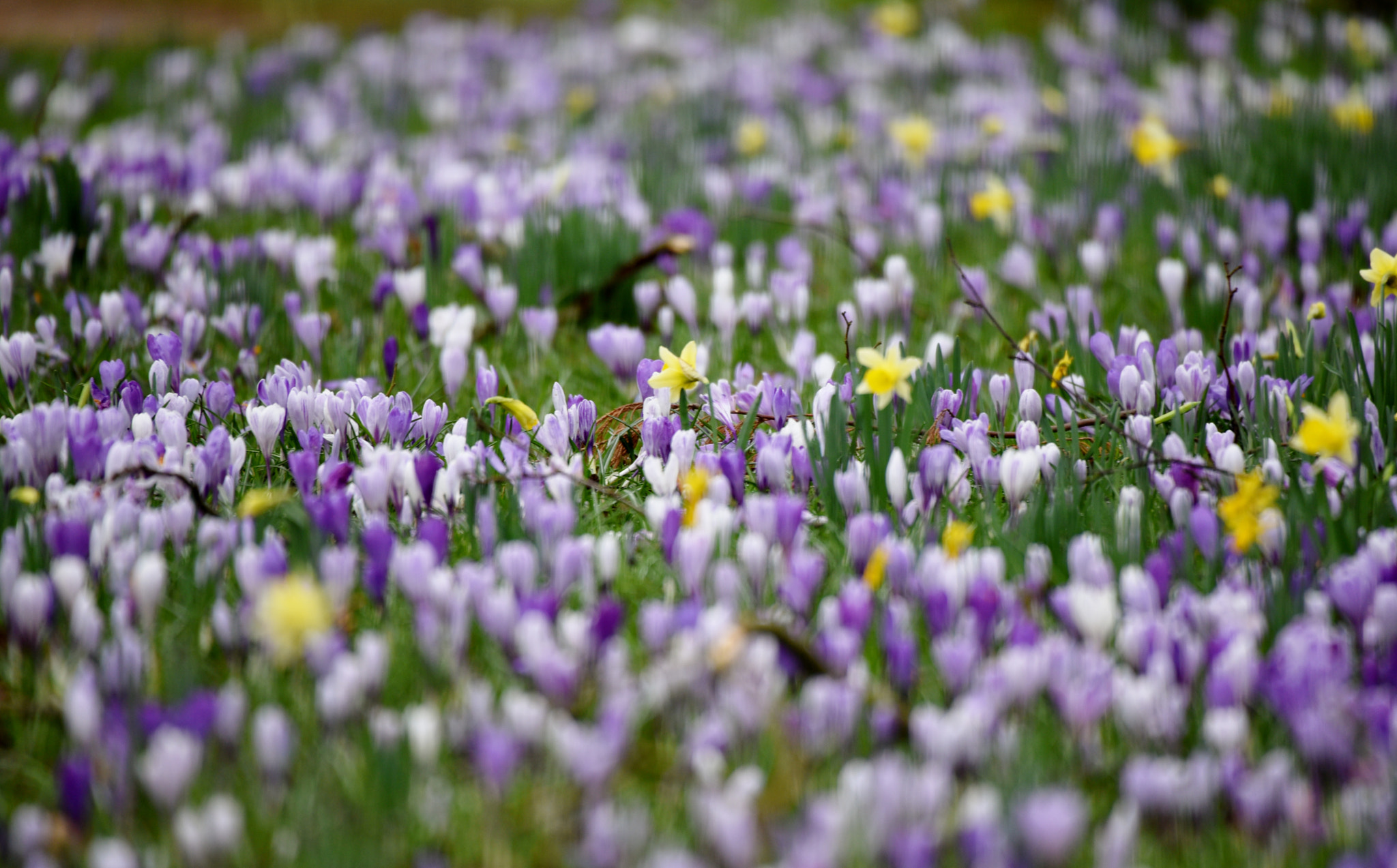 Sigma 50-500mm F4.5-6.3 DG OS HSM sample photo. Savill garden 10 march 2017 021 photography