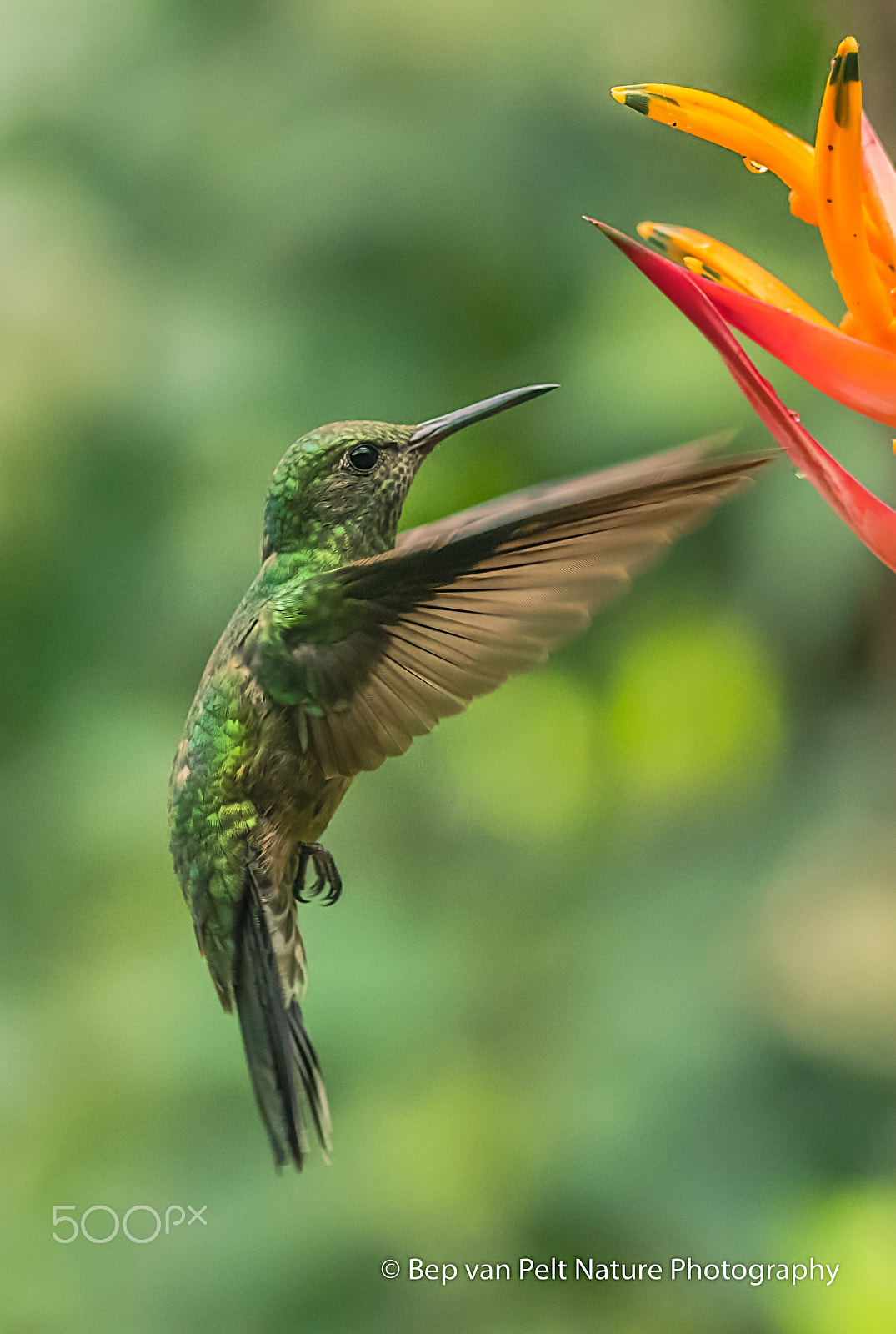 Sigma 105mm F2.8 EX DG OS HSM sample photo. Female white necked jacobin photography