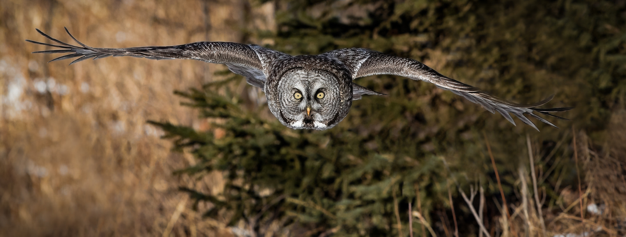 Canon EOS 7D Mark II sample photo. Great gray in flight photography