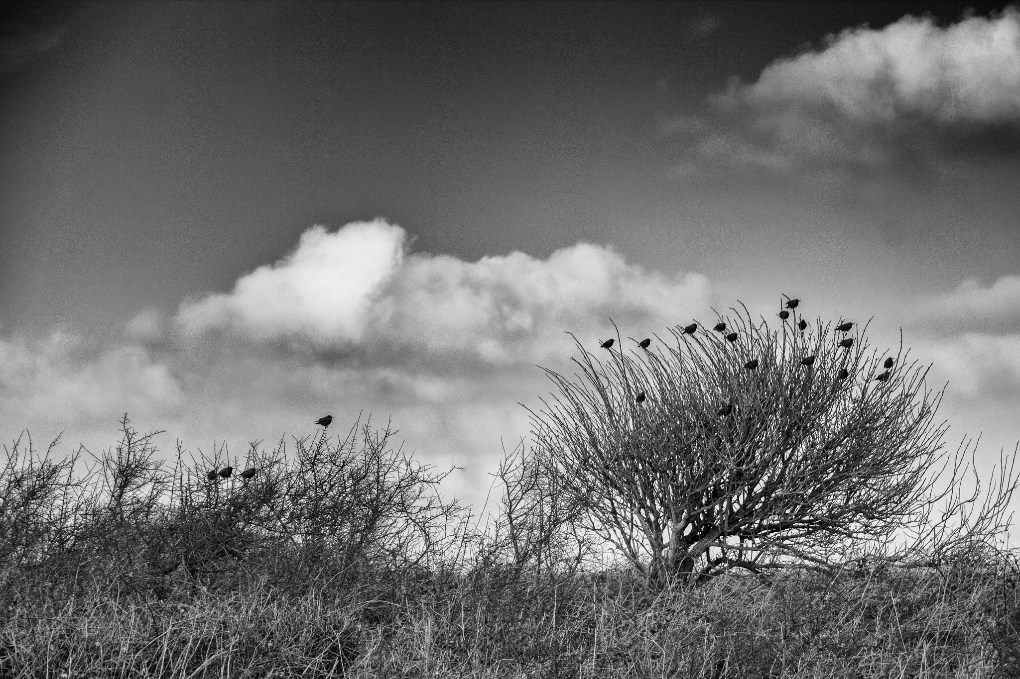 Canon EOS 550D (EOS Rebel T2i / EOS Kiss X4) sample photo. Oiseaux dans le vent photography