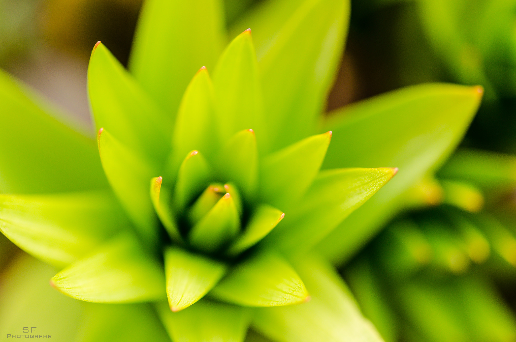 Nikon AF-S Micro-Nikkor 60mm F2.8G ED sample photo. 69/365 - green photography