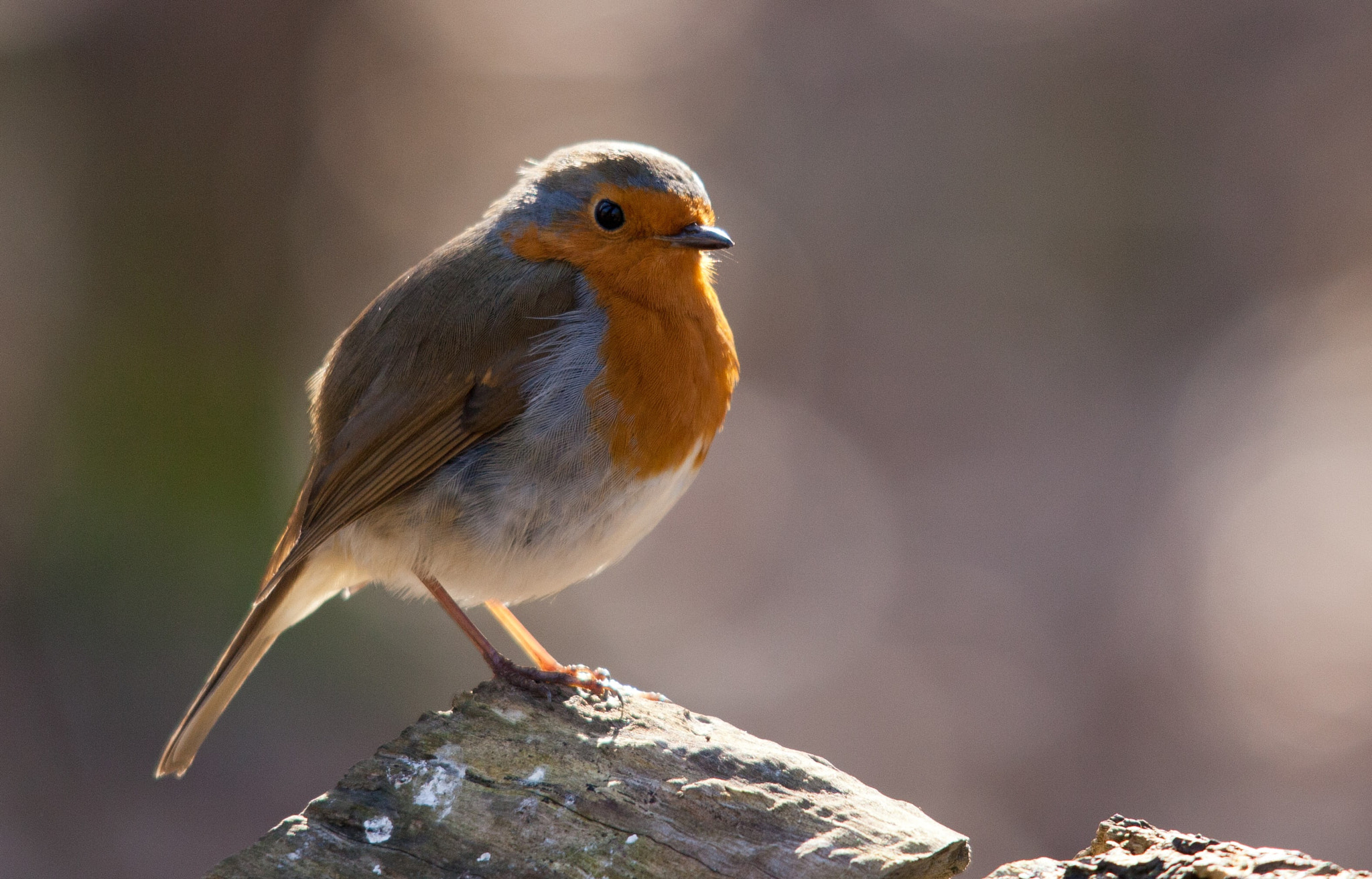 Canon EOS 5D Mark II + Sigma 150-500mm F5-6.3 DG OS HSM sample photo. Sweet robin redbreast, soaking up the sun photography