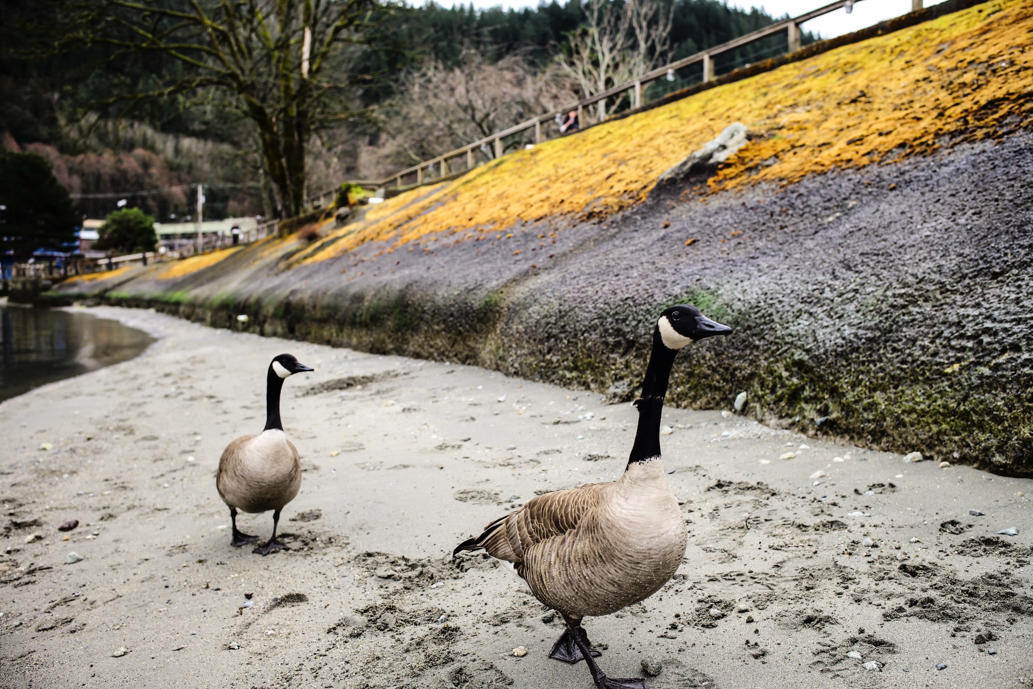 Leica Summilux-M 35mm F1.4 ASPH sample photo. Follow me photography