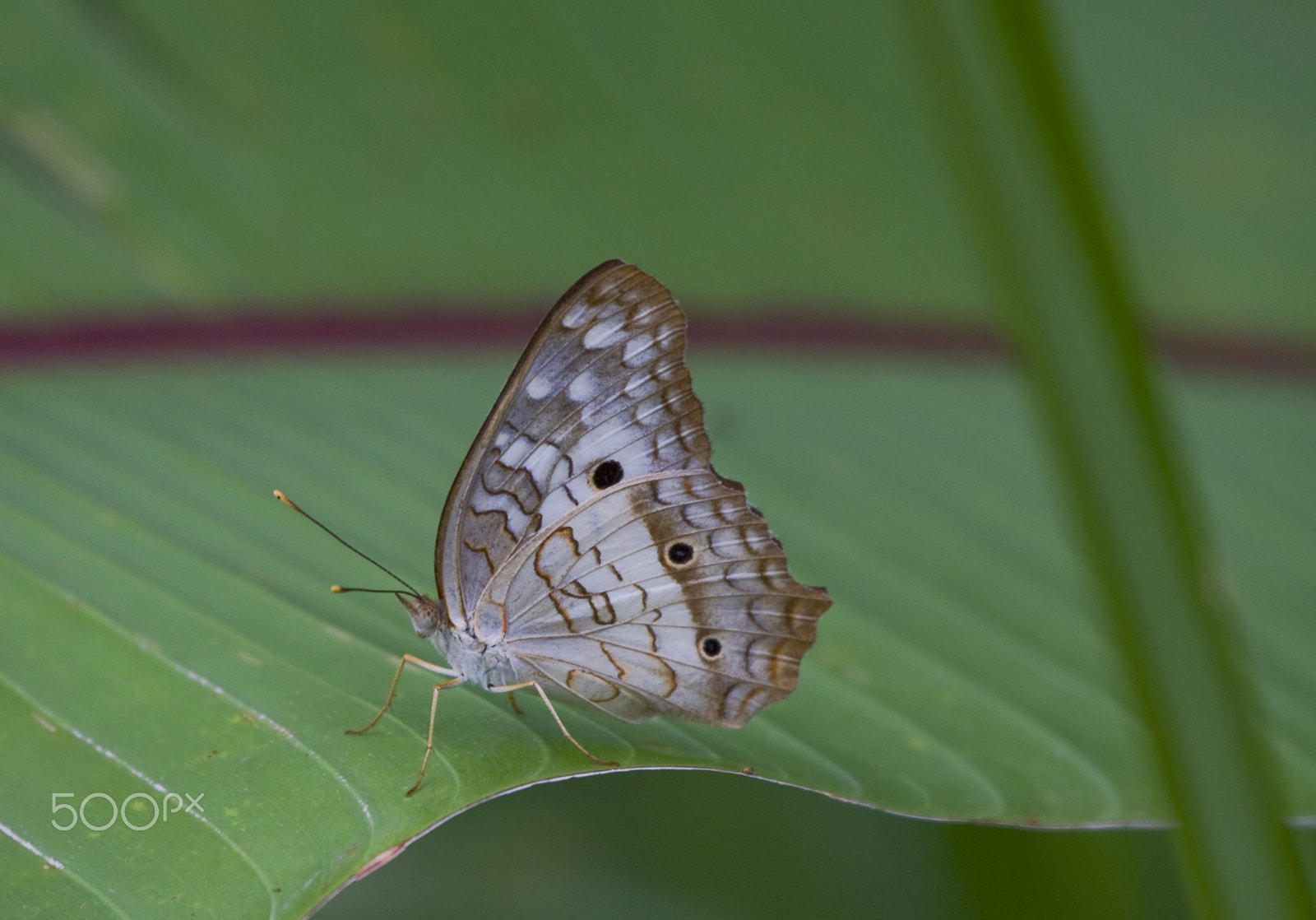 Canon EF 100-400mm F4.5-5.6L IS USM sample photo. Spotted wings photography