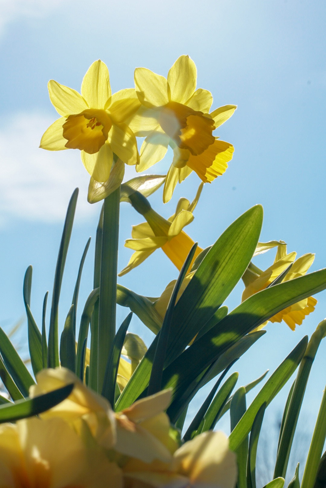 Sony DT 50mm F1.8 SAM sample photo. Spring photography