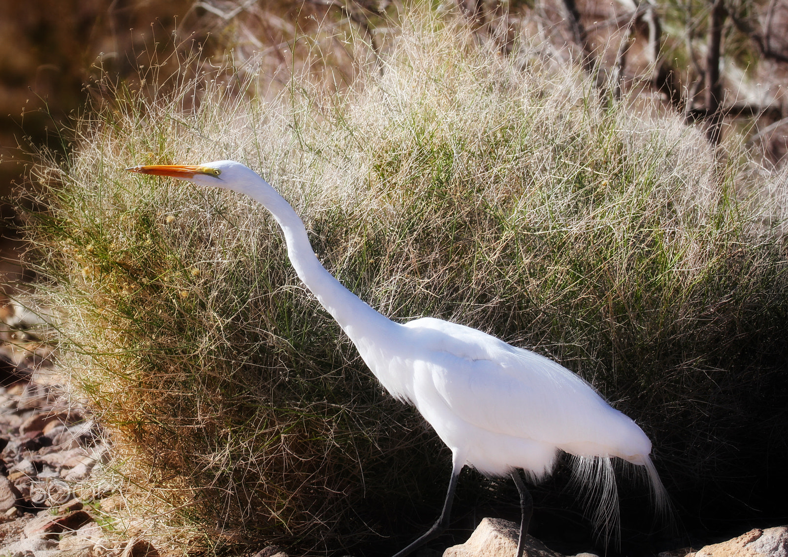 Sigma 150mm f/2.8 EX DG OS HSM APO Macro sample photo. We watched this one catching lizards in the desert... photography