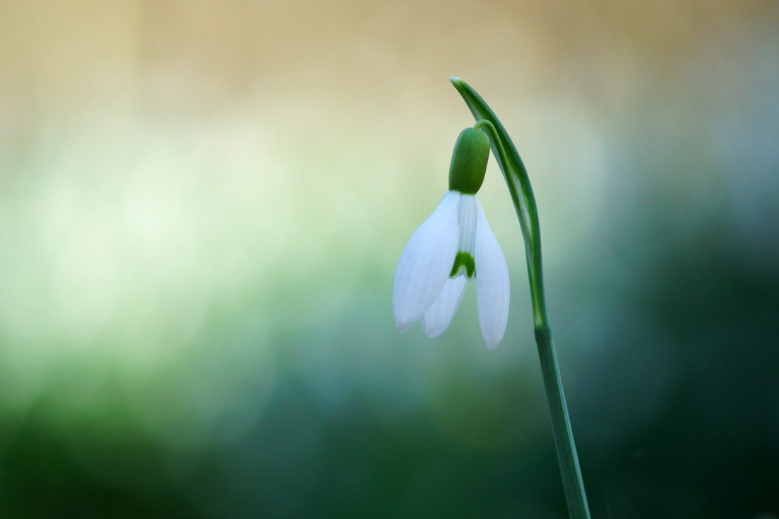 Sony ILCA-77M2 sample photo. Sign of spring photography