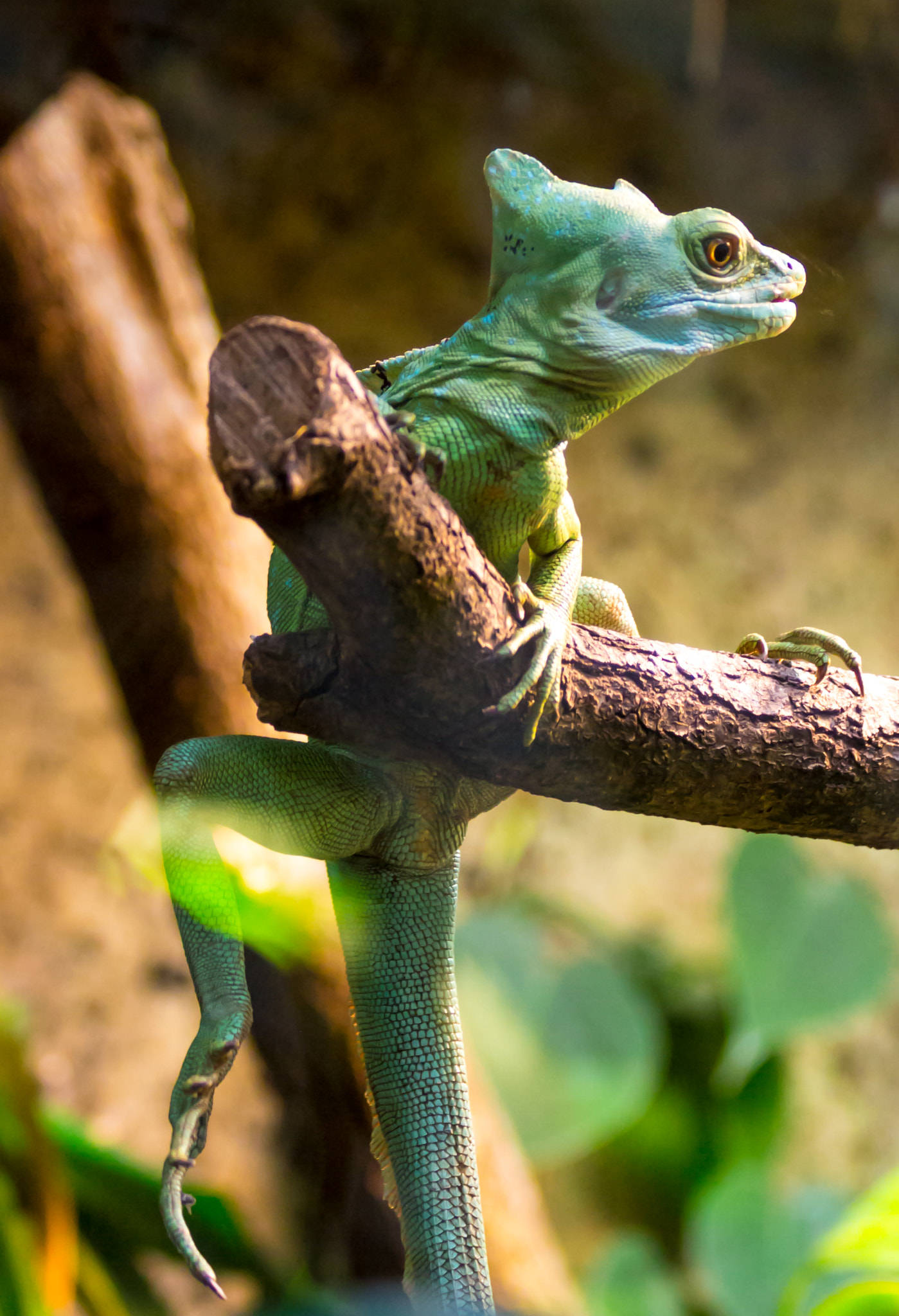 Canon EF 70-300mm F4-5.6 IS USM sample photo. Stirnlappenbasilisk (basiliscus plumifrons) photography