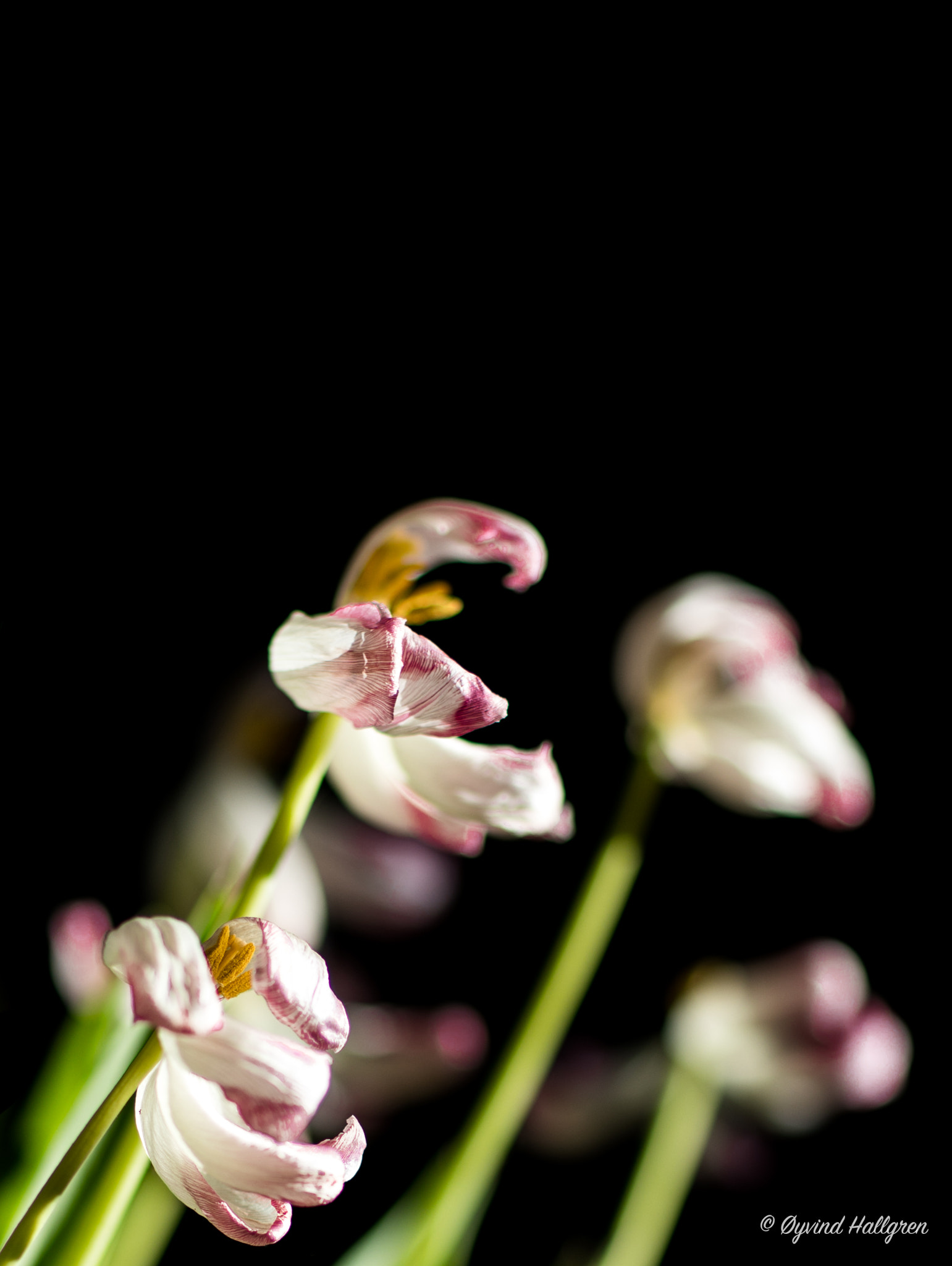 Canon EF 85mm F1.2L II USM sample photo. Withered tulips on the table photography