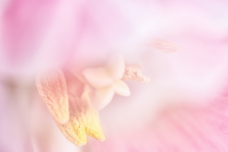 Nikon AF-S Micro-Nikkor 60mm F2.8G ED sample photo. Spring photography