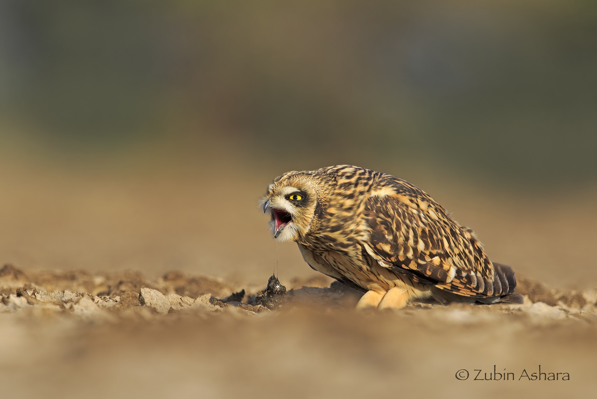 Canon EF 600mm F4L IS II USM sample photo. Short-eared owl photography