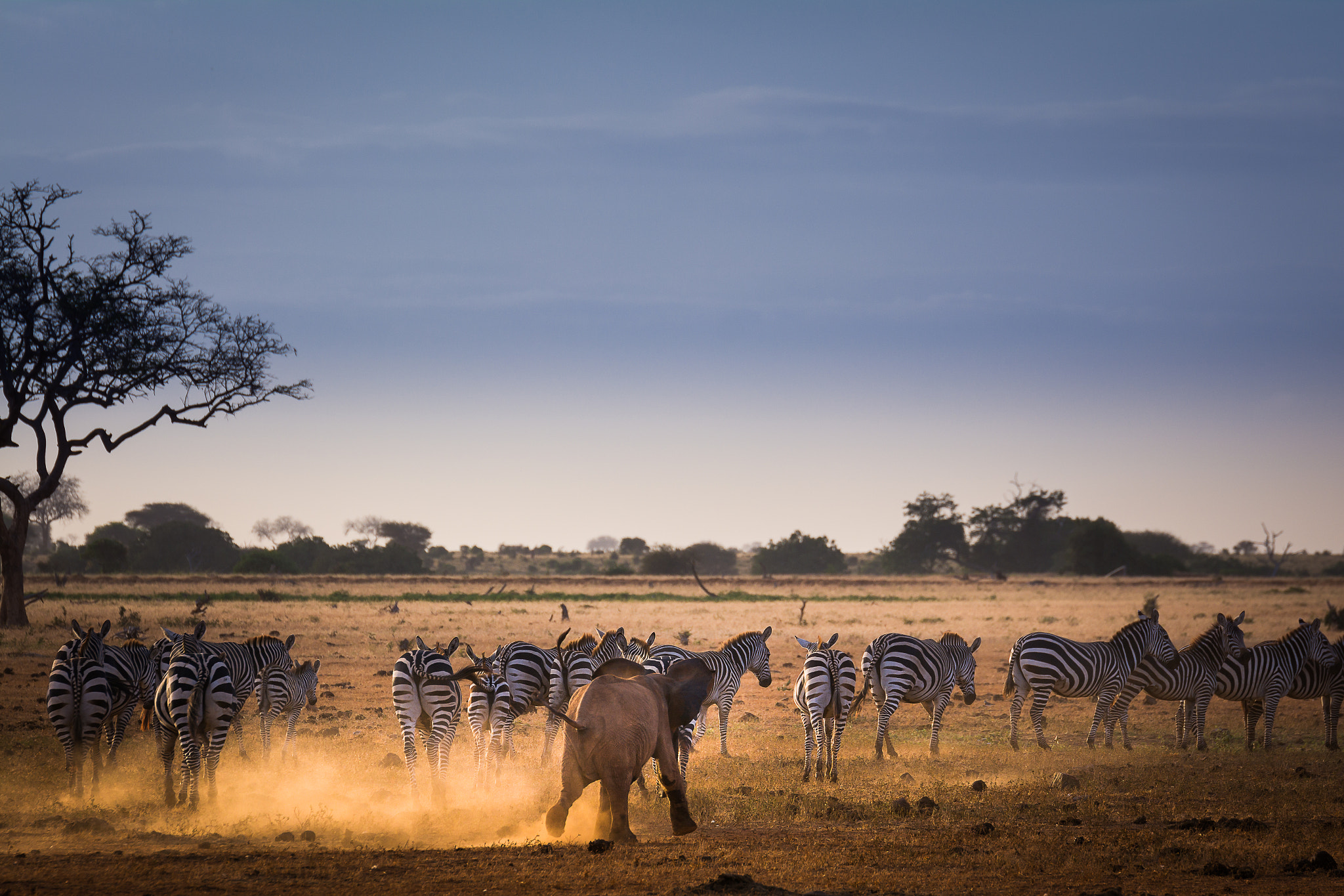Tamron SP 70-200mm F2.8 Di VC USD sample photo. Today i go hunting zebras ; -) photography