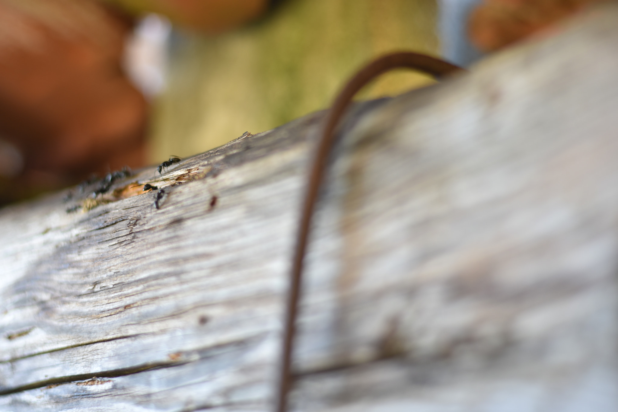Manual Lens No CPU sample photo. Ants photography