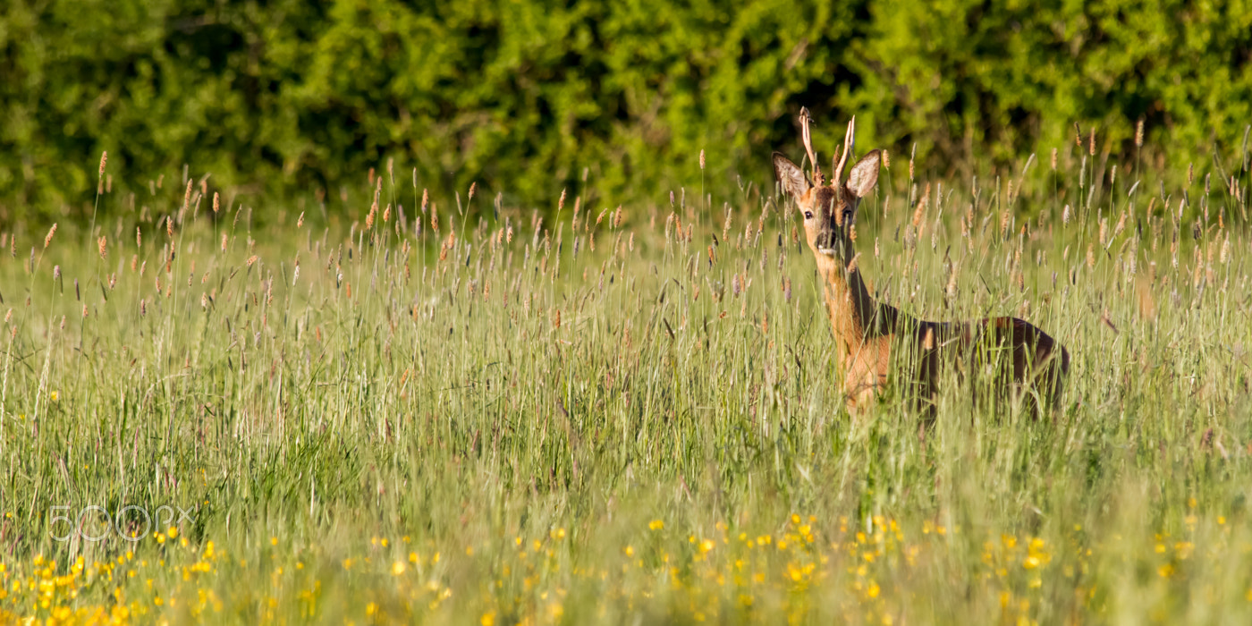 Canon EF 70-300mm F4-5.6 IS USM sample photo. I see you photography